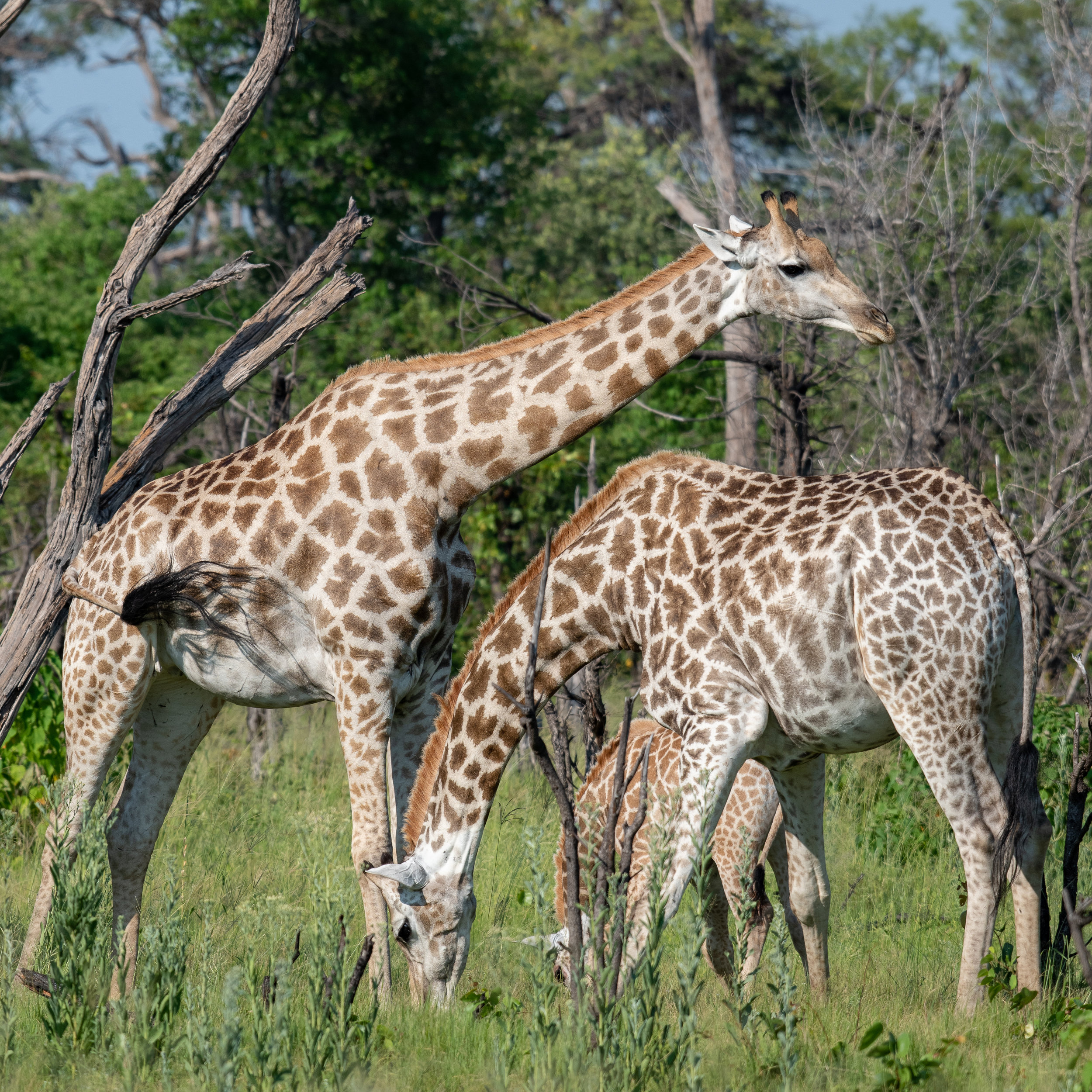 Giraffes, Khwai, Botswana