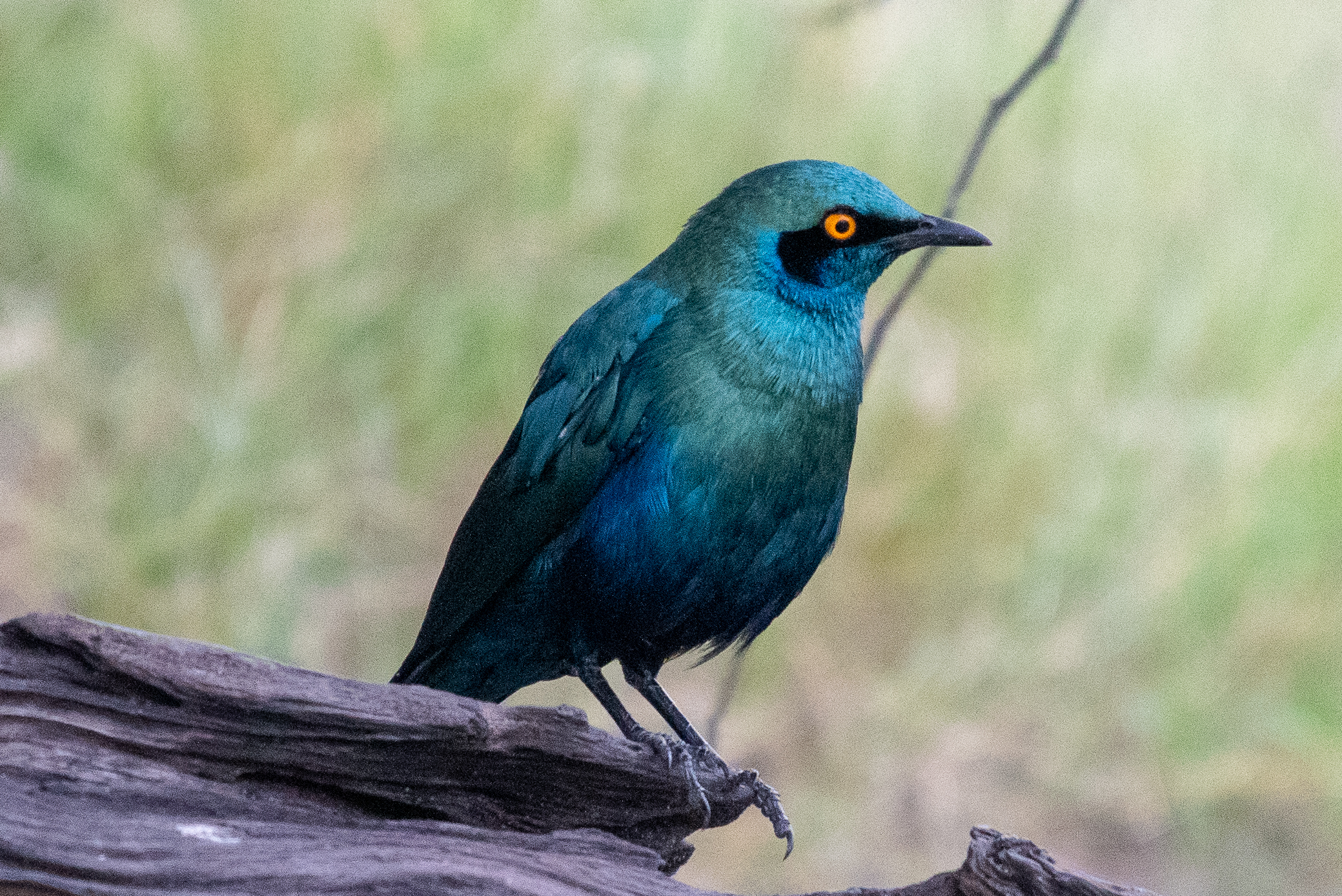 Greater blue-eared starling, Chobe River, Namibia