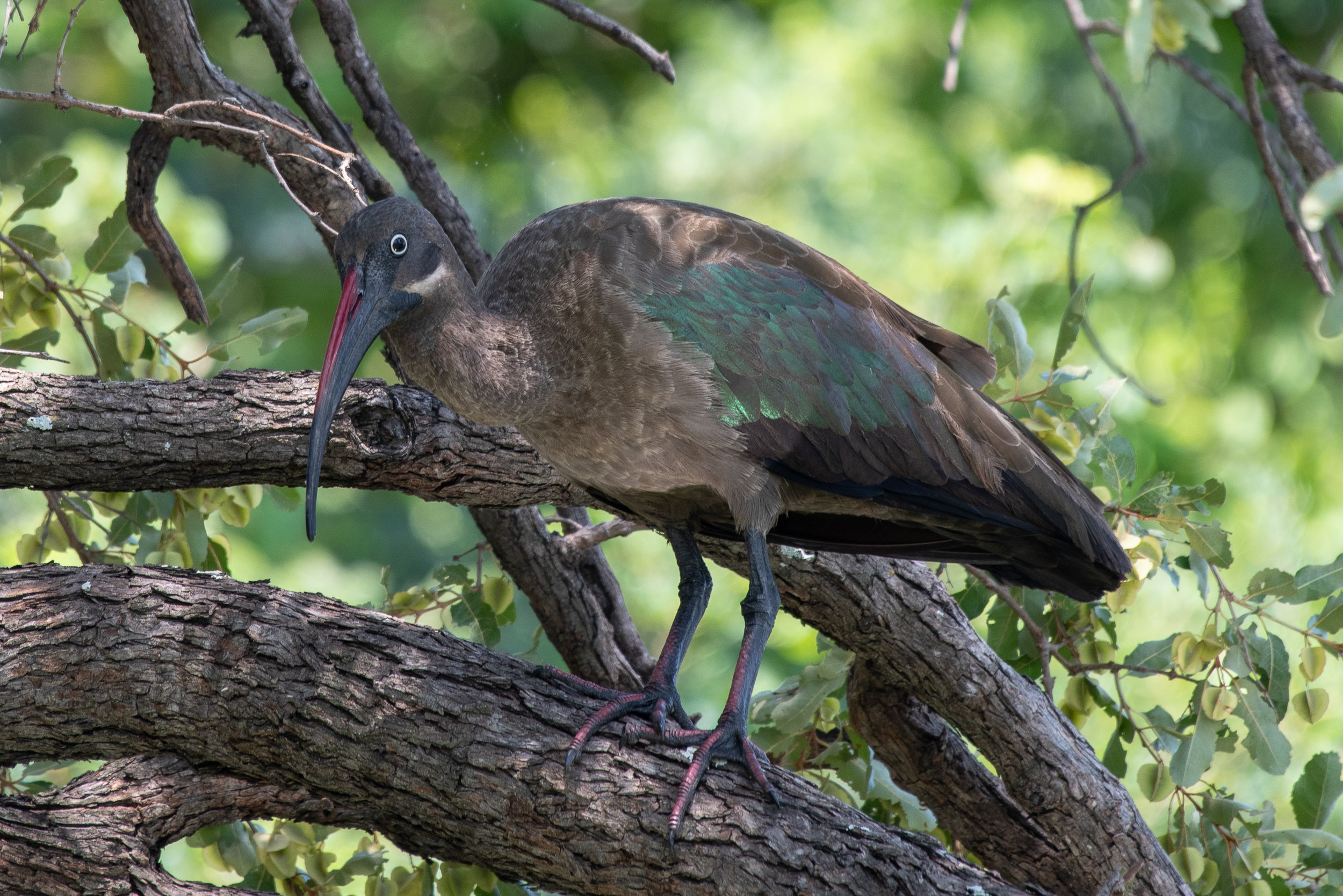 Hadeda ibis, Lagoon camp, Kwando Lagoon, Botswana