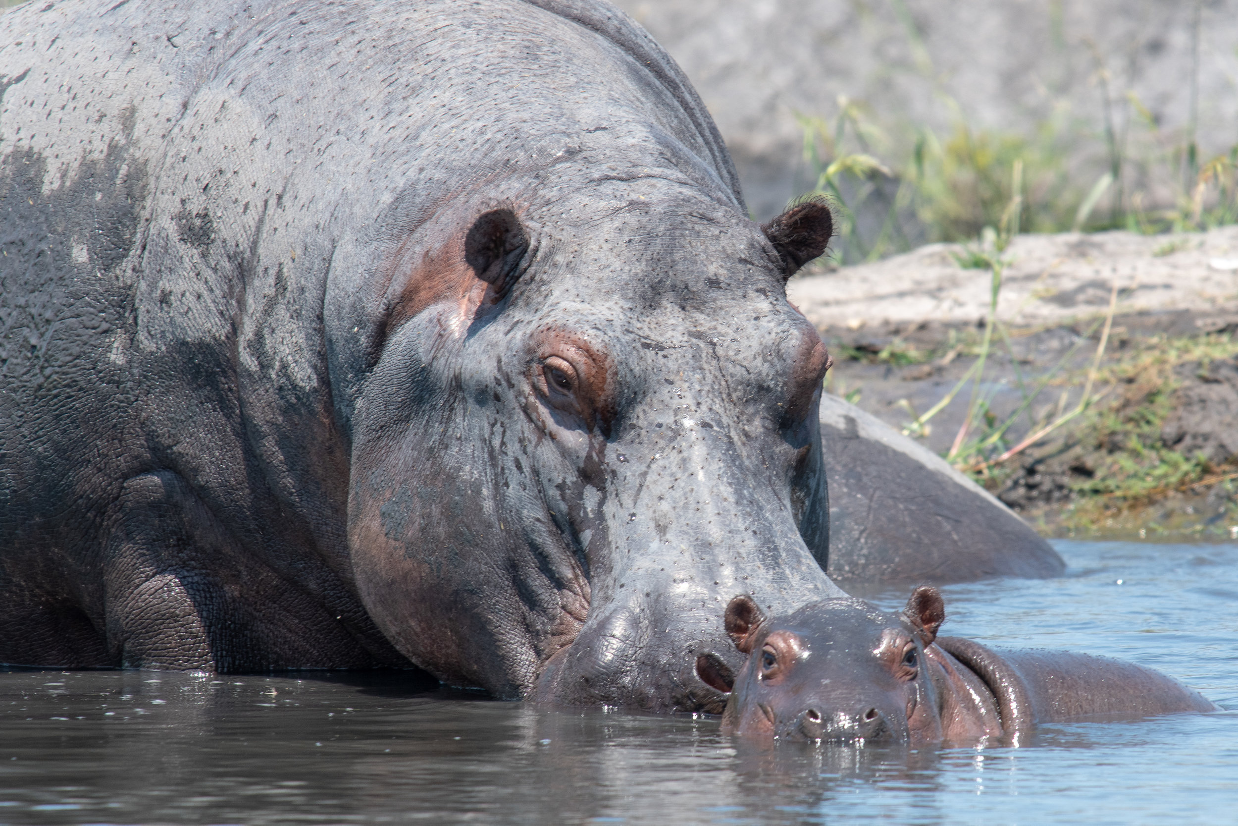 Hippopotamus with baby, Chobe River, Namibia