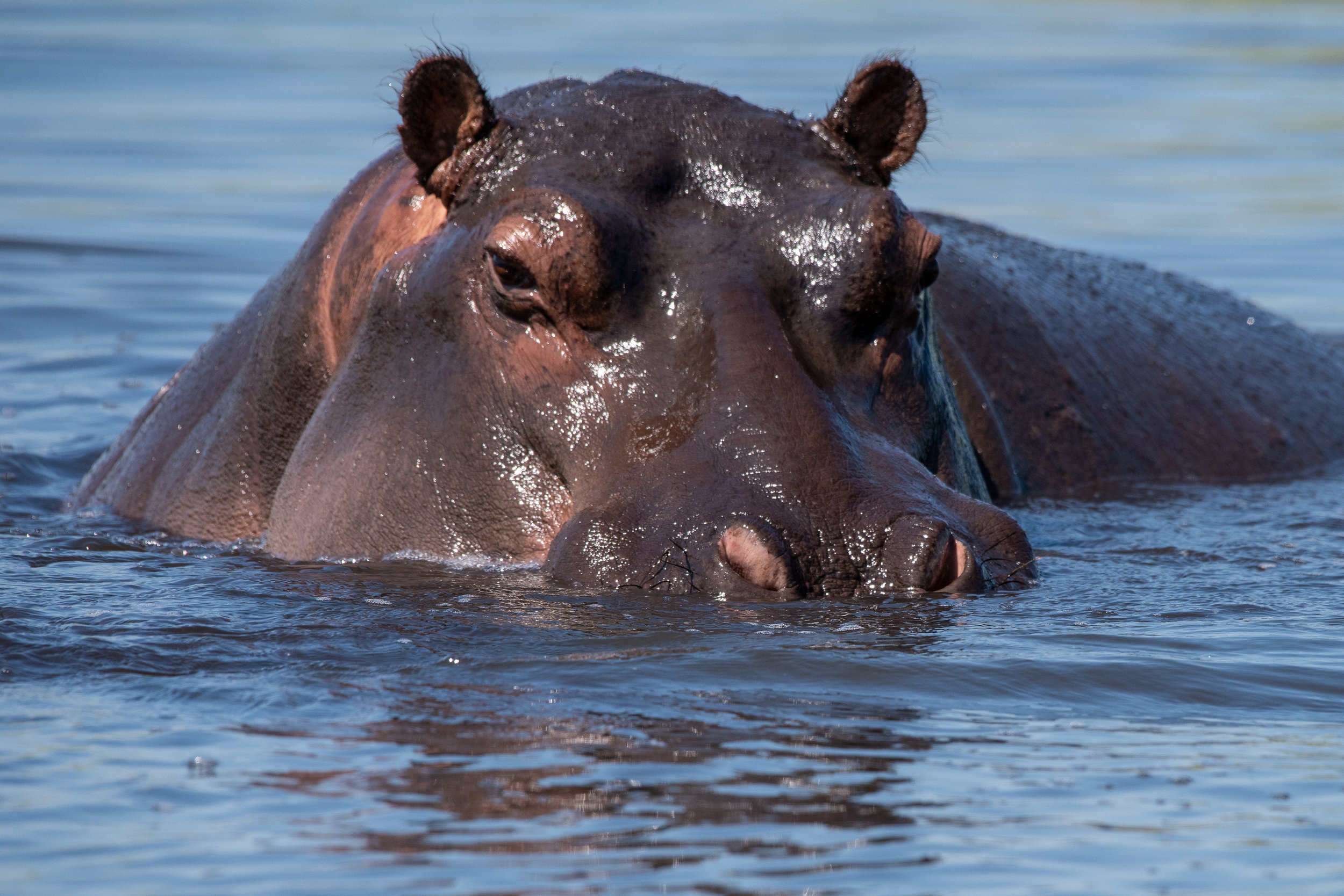 Hippopotamus, Chobe River, Namibia