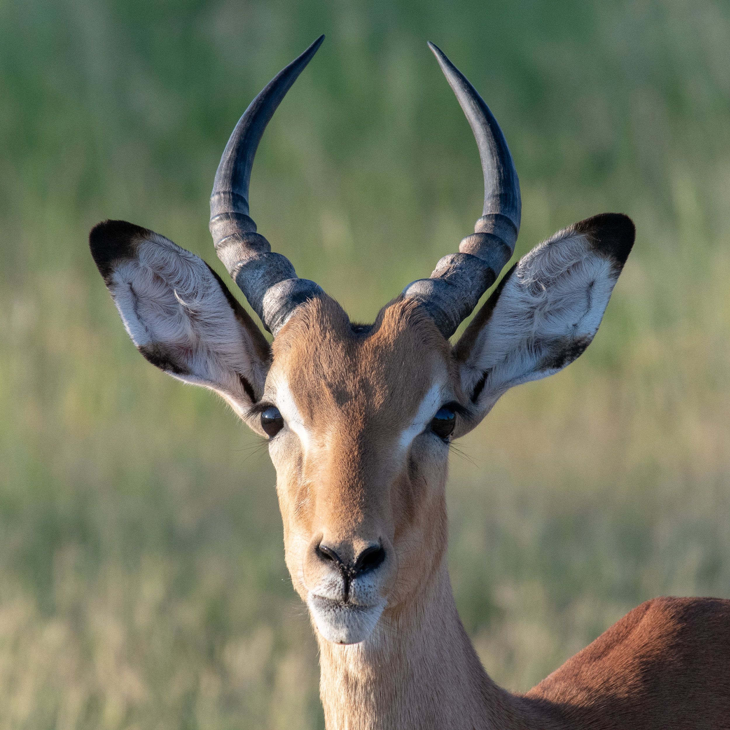 Impala, Khwai Private Reserve, Okavango Delta, Botswana