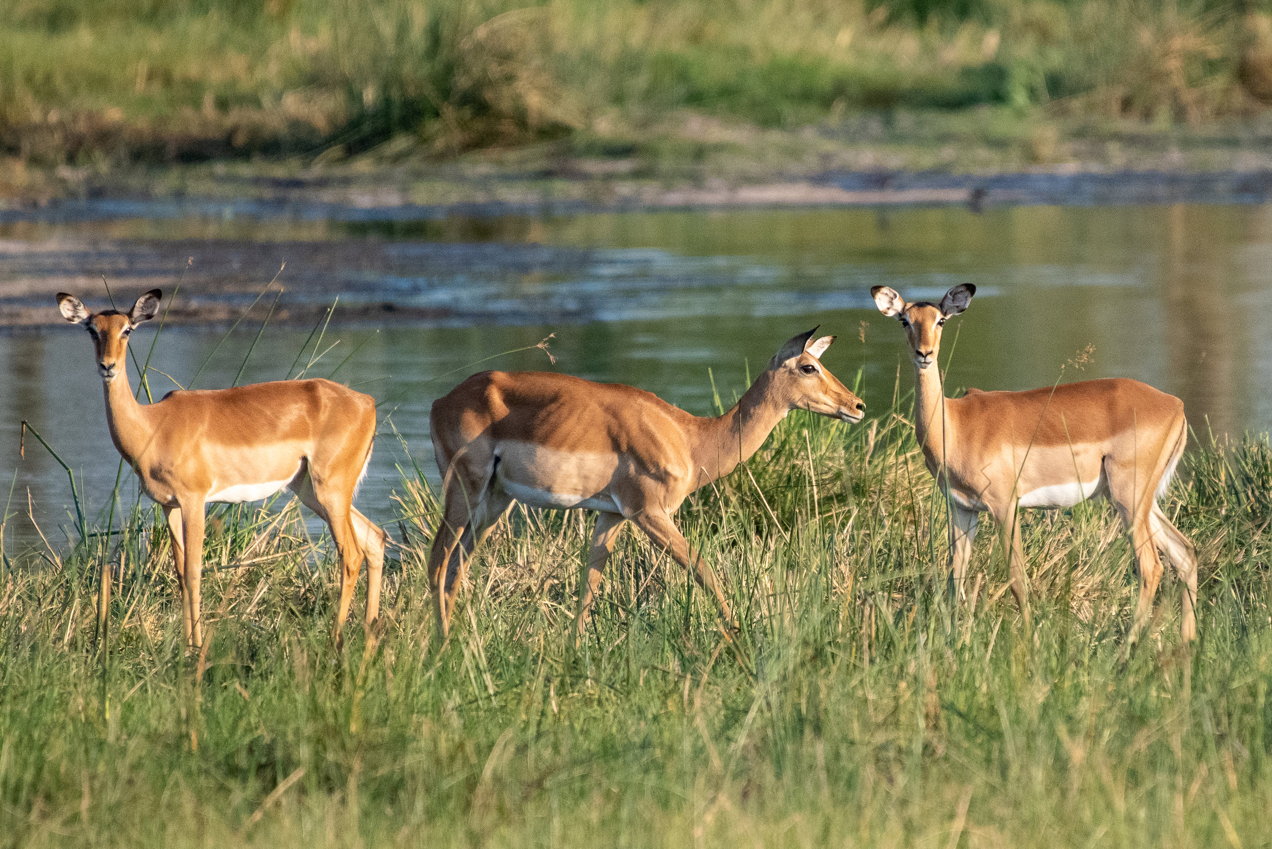 Impala, Kwando Lagoon, Botswana