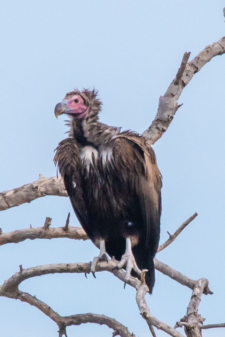 Lappet-faced vulture, Kwando Lagoon, Botswana