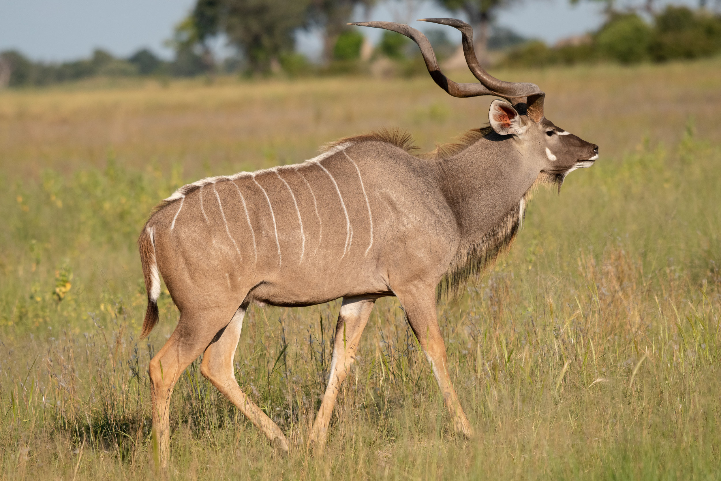 Kudu, Kwando Lagoon, Botswana