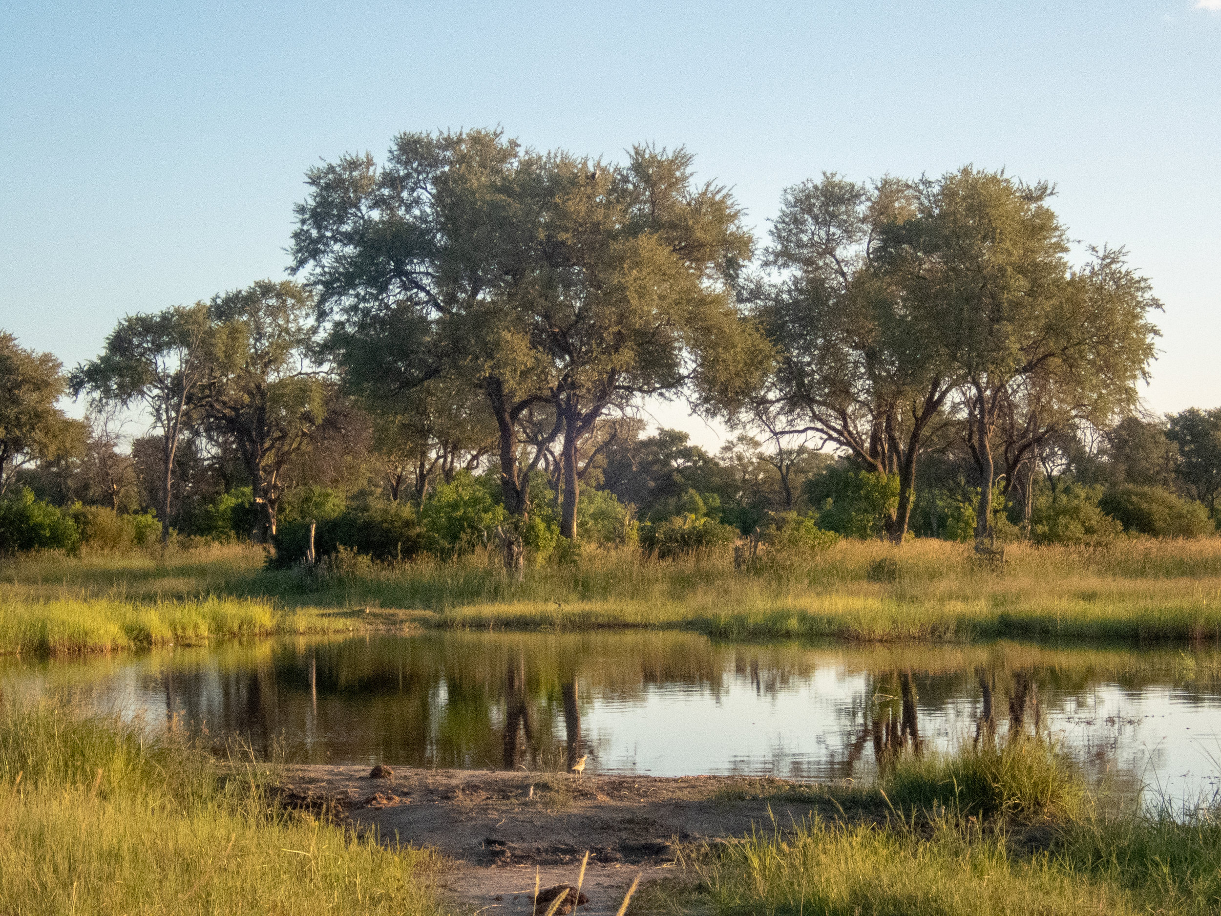 Leadwood trees by waterhole, Khwai Private Reserve, Okavango Delta, Botswana