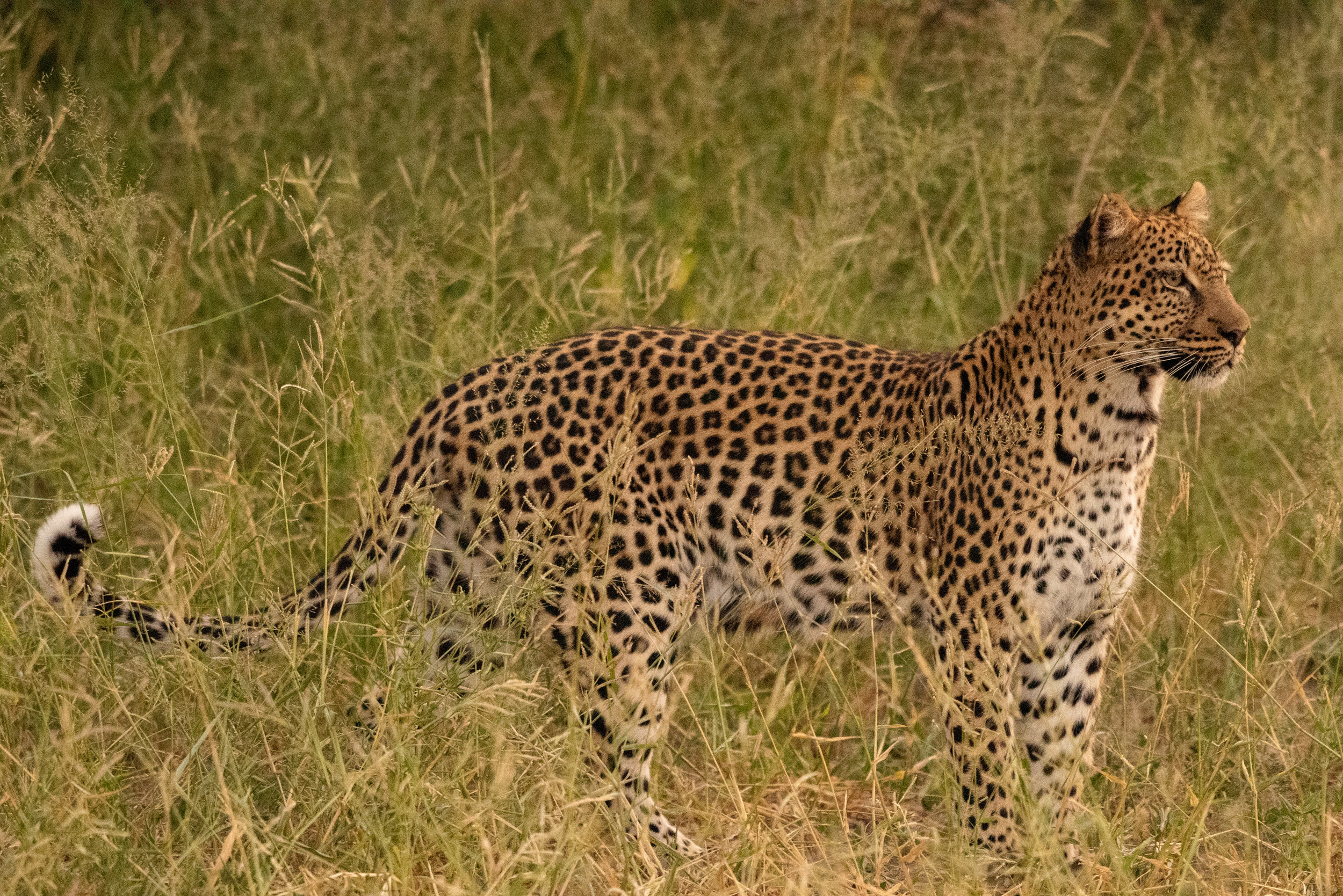 Leopard, Khwai Private Reserve, Okavango Delta, Botswana