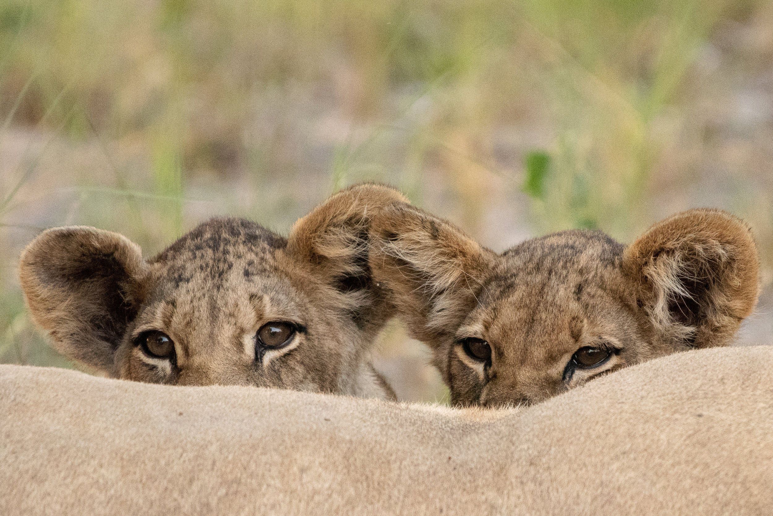 Lion cubs with mother, Khwai Private Reserve, Botswana