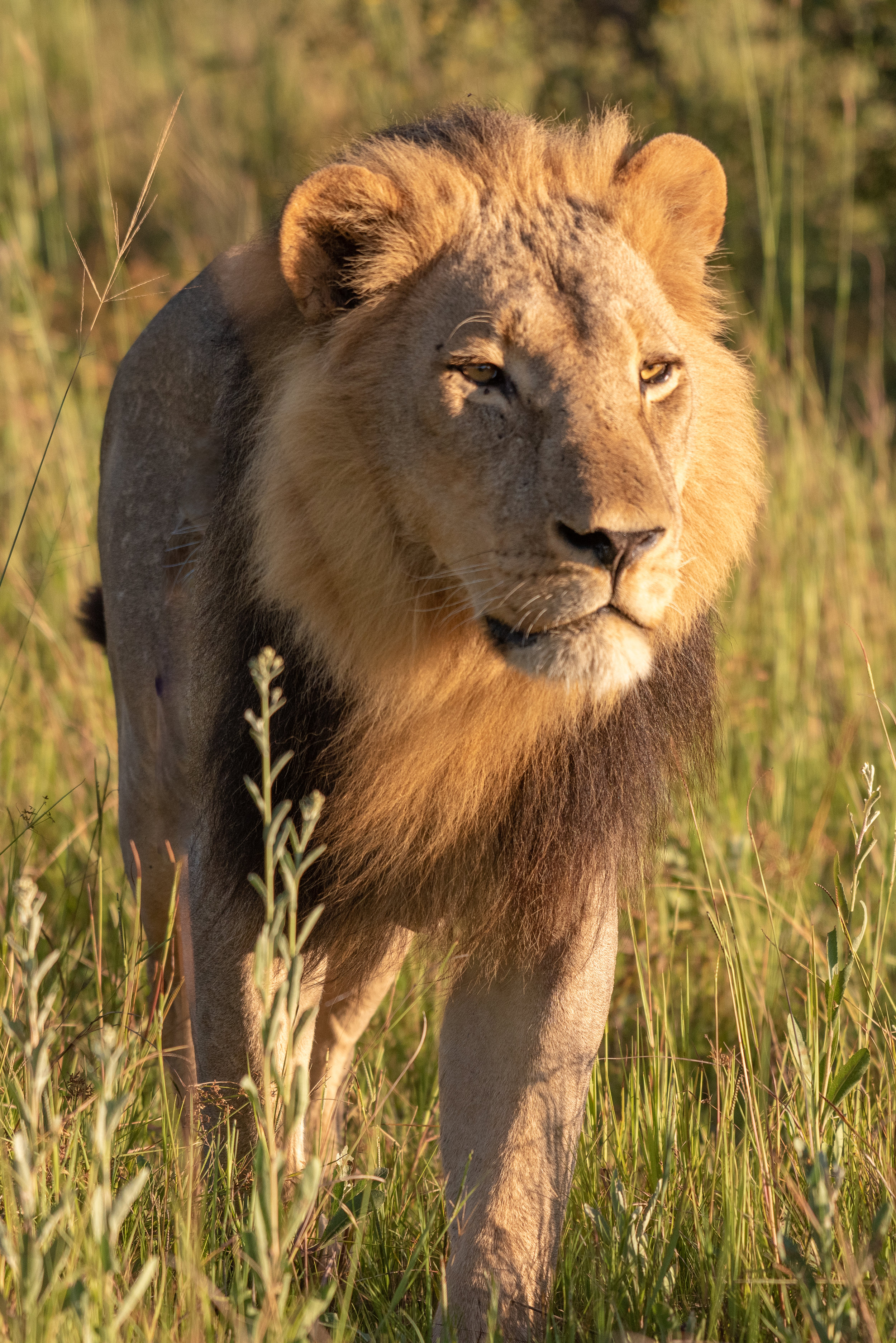 Lion, Kwai Private Reserve, Okavango Delta, Botswana