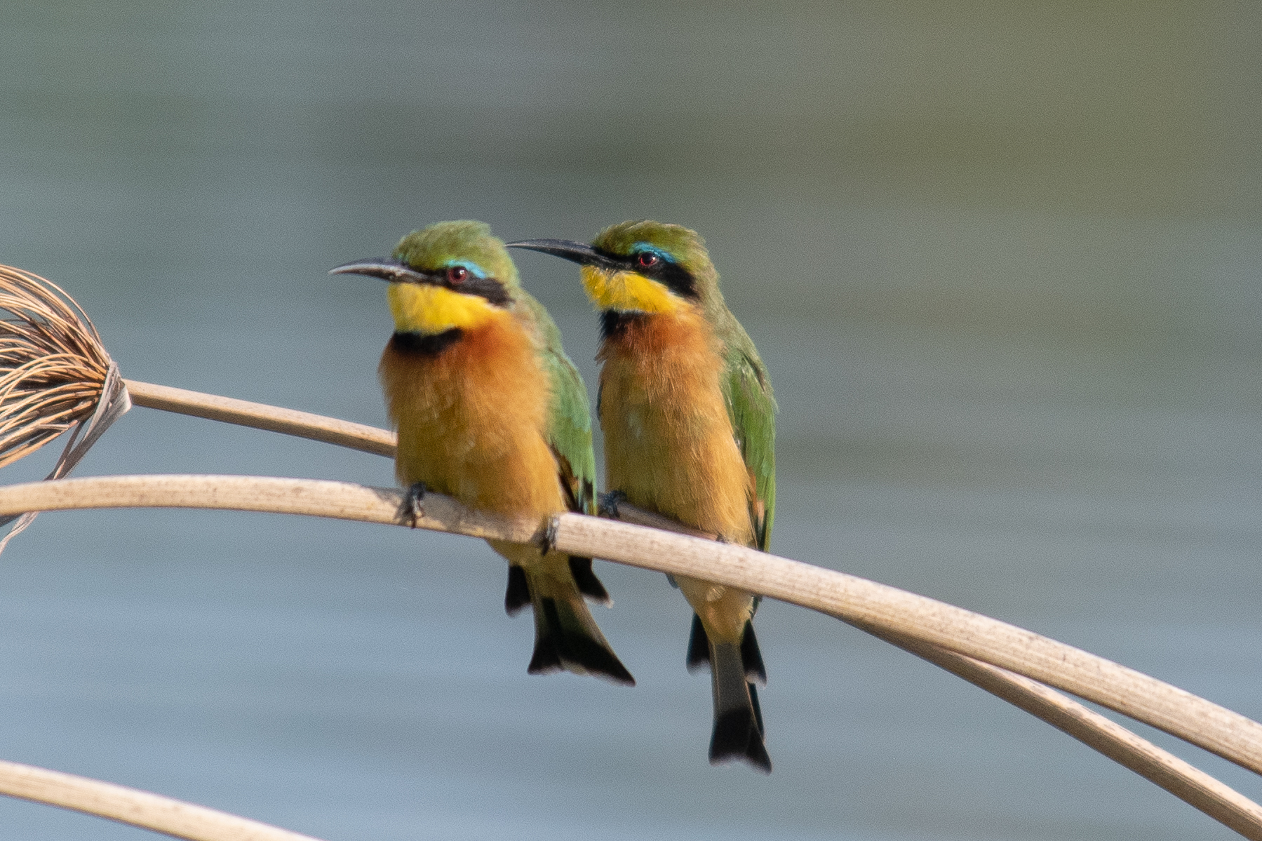 Little bee-eaters, Chobe River, Namibia