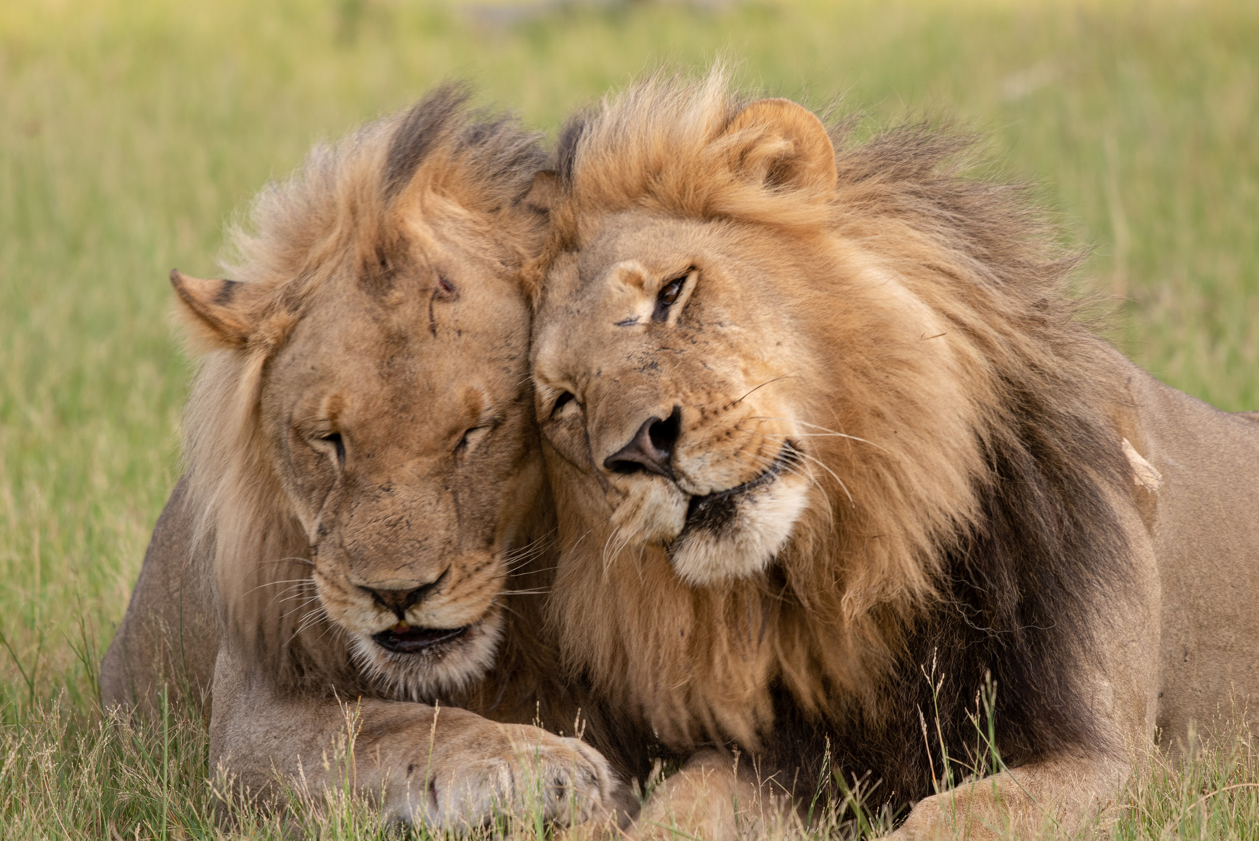 Lions, Kwando Lagoon, Botswana
