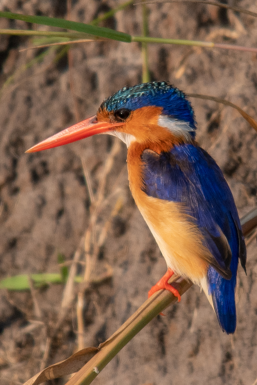 Malachite kingfisher, Chobe River, Namibia