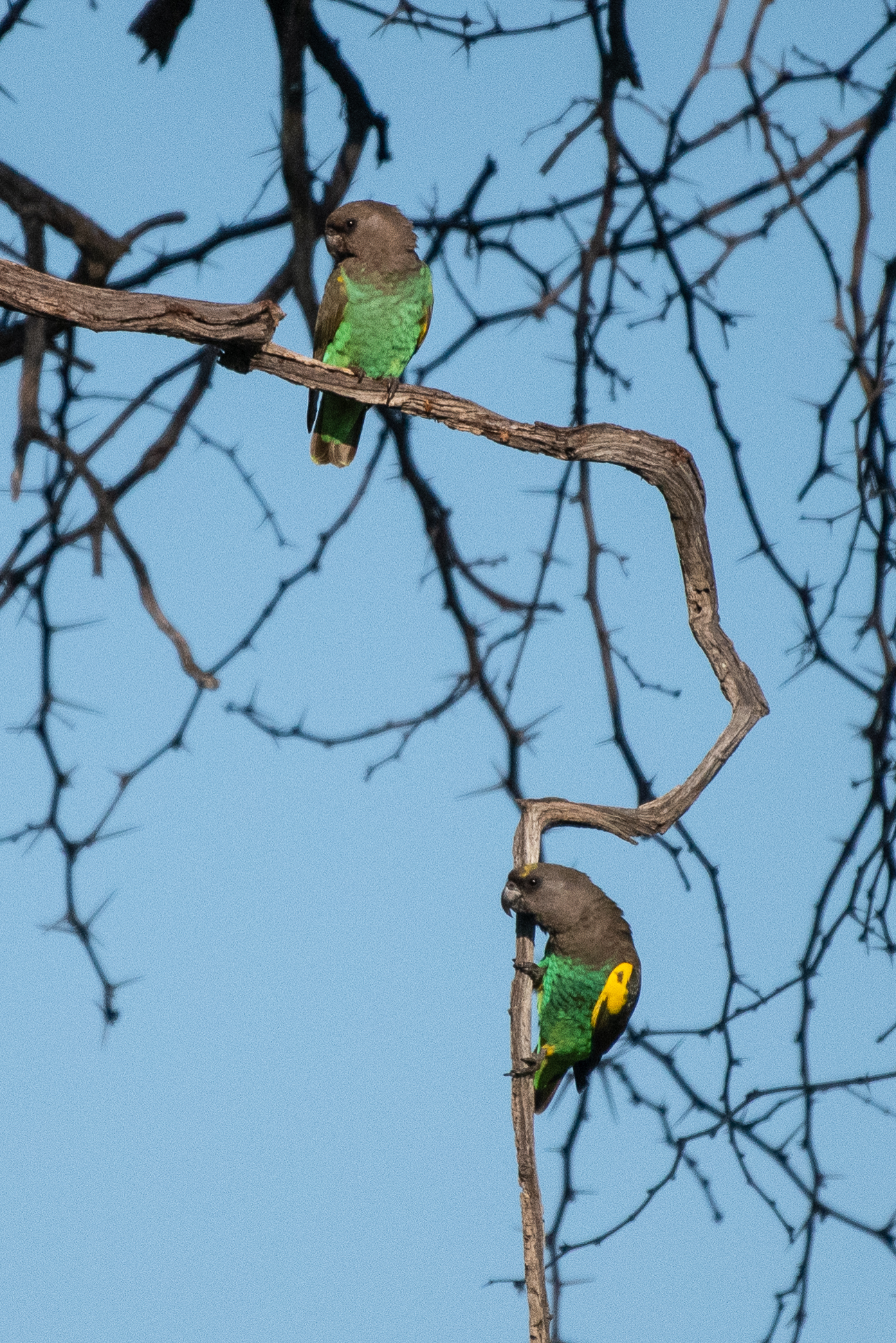 Meyers's parrots, Kwando Lagoon, Botswana