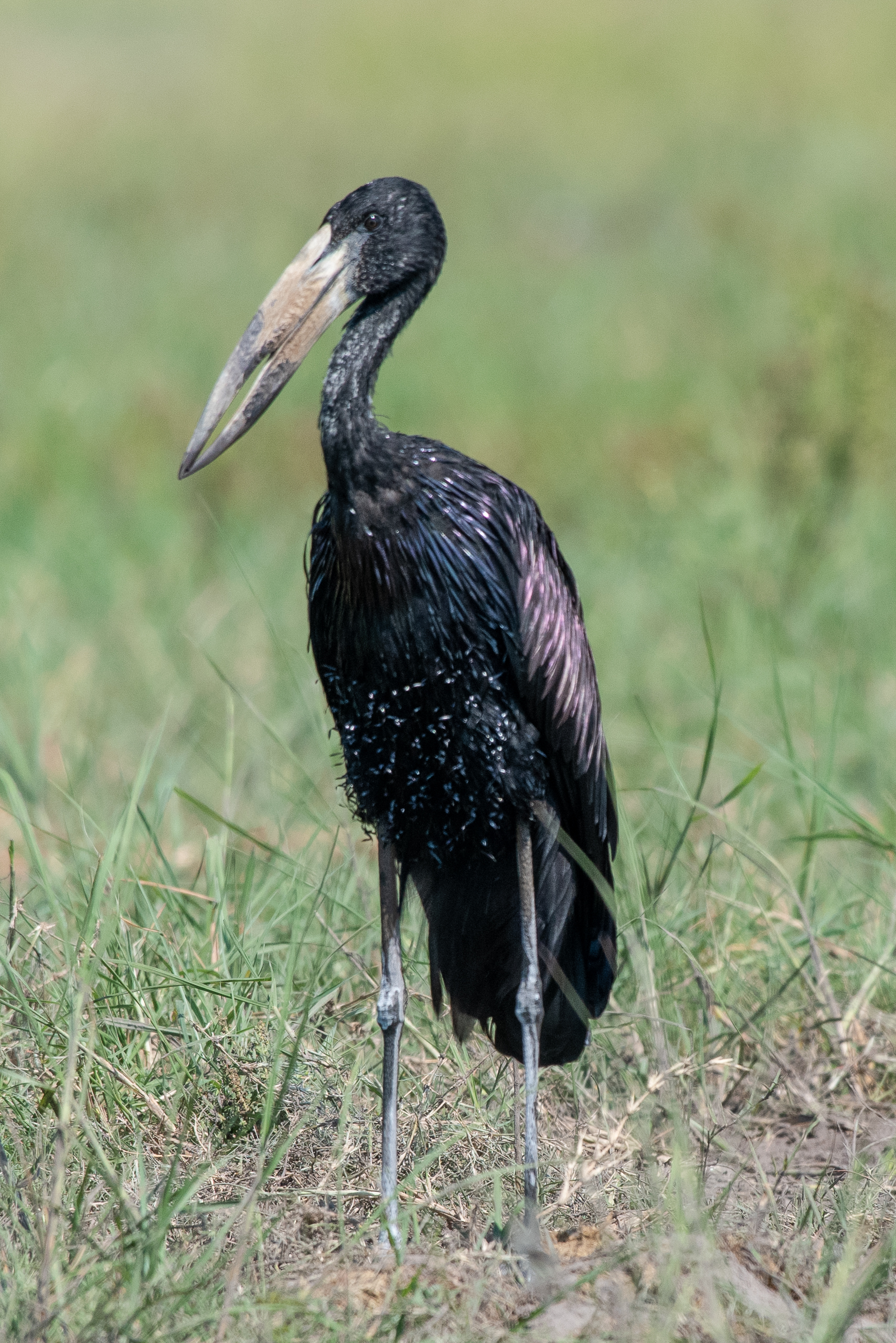 Open-bill stork, Chobe River, Namibia