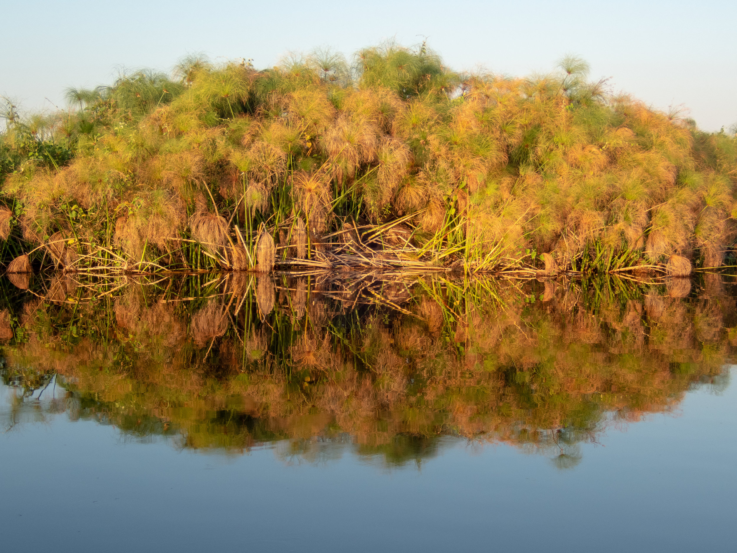 Papyrus reflections, Chobe River, Namibia