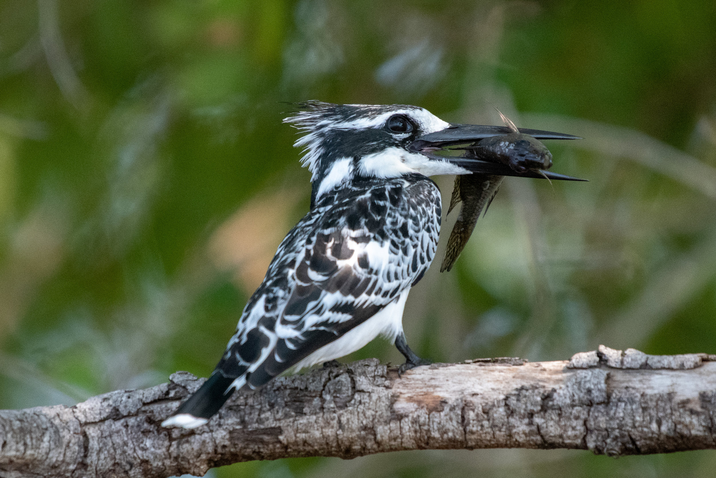 Pied kingfisher with black bream, Chobe River, Namibia