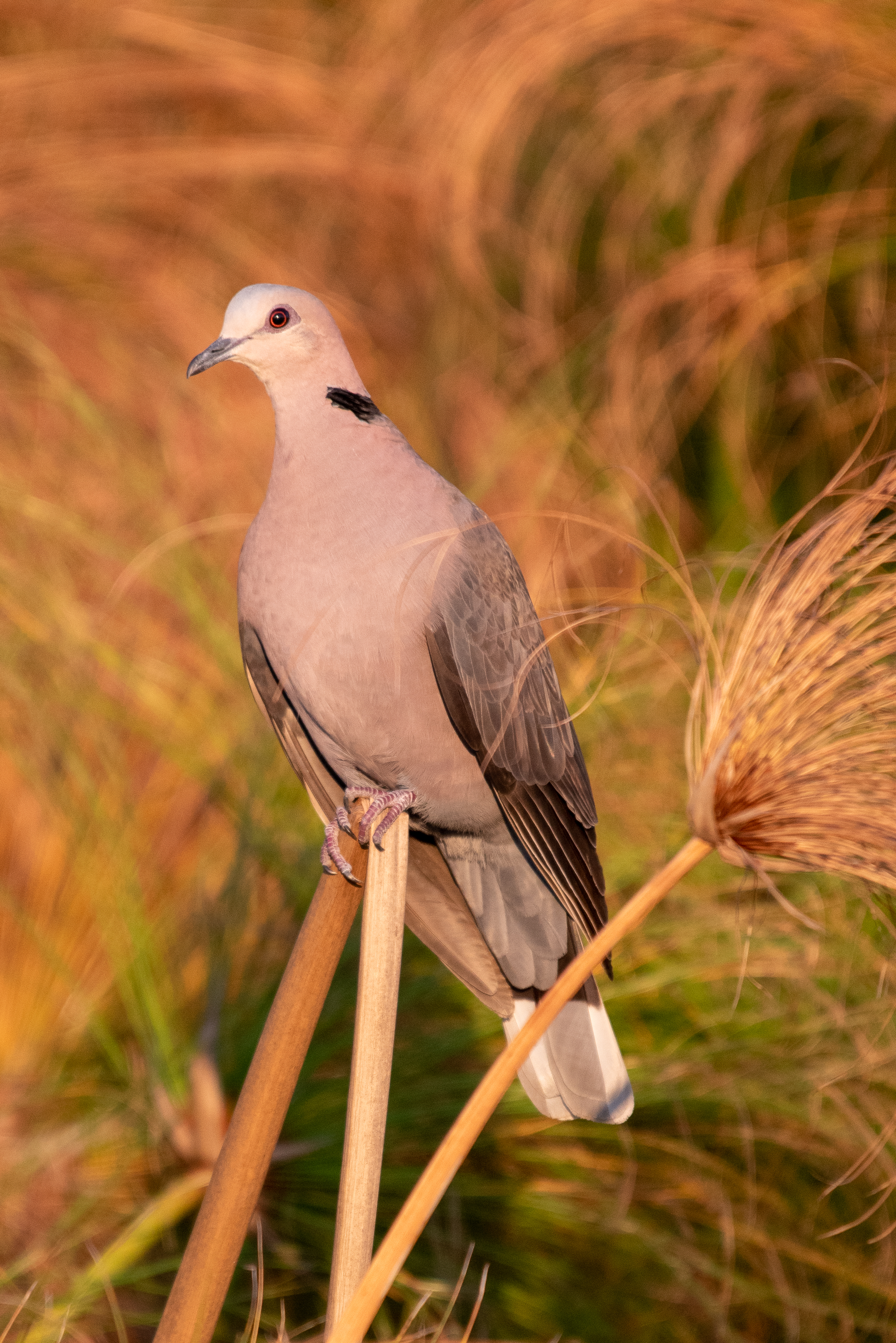 Red-eyed dove, Chobe River, Namibia