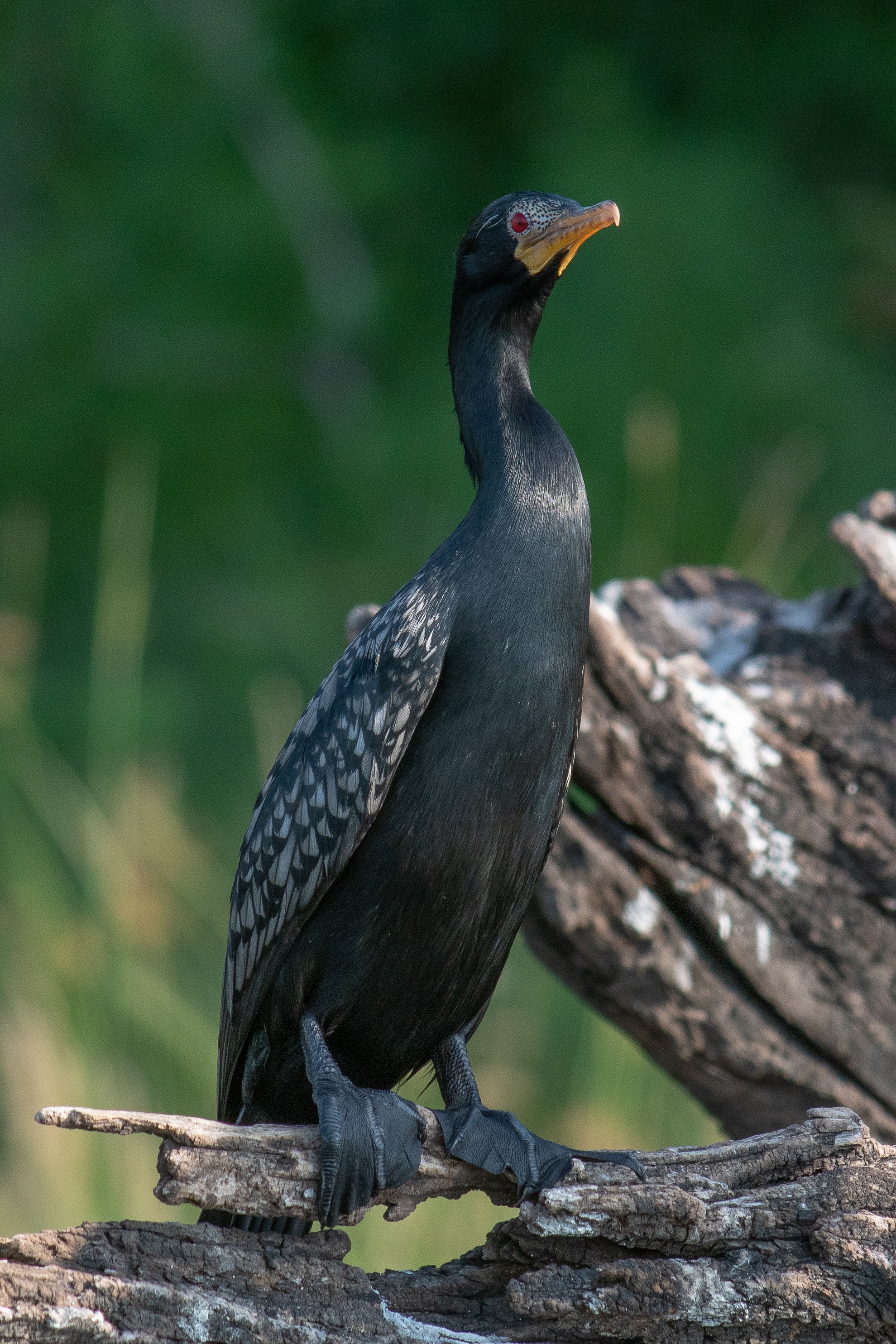 Reed cormorant, Chobe River, Namibia
