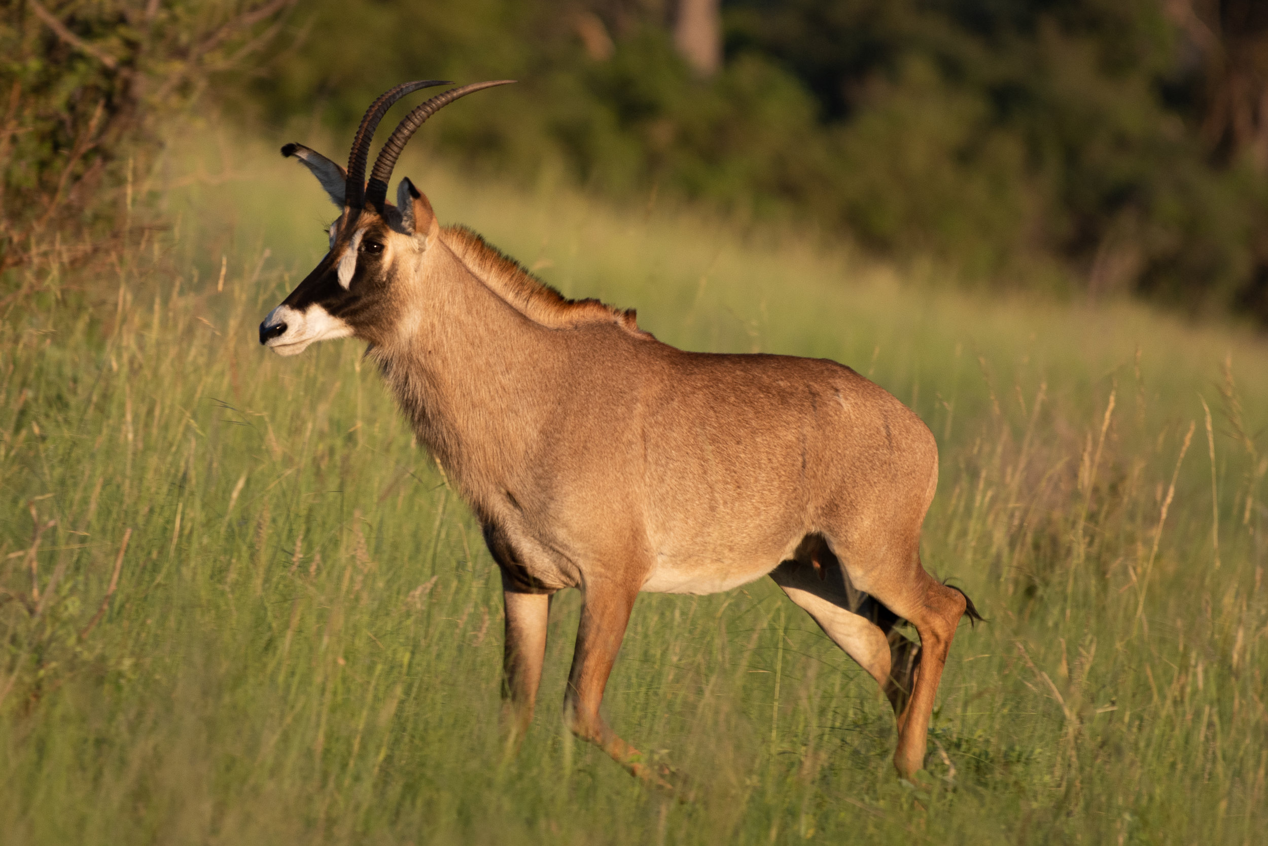 Roan antelope, Kwando Lagoon, Botswana