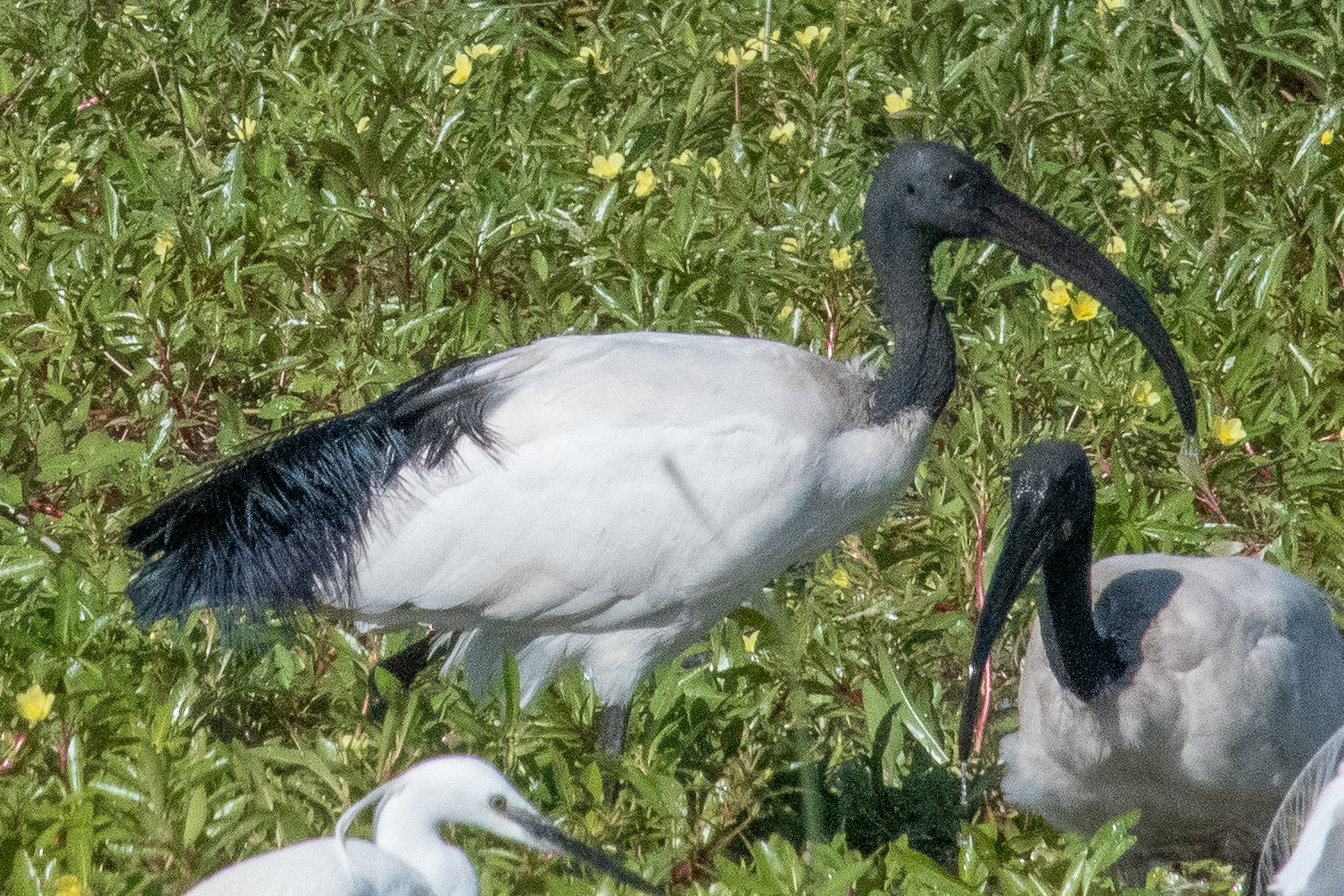 Sacred ibis, Khwai Private Reserve, Okavango Delta, Botswana