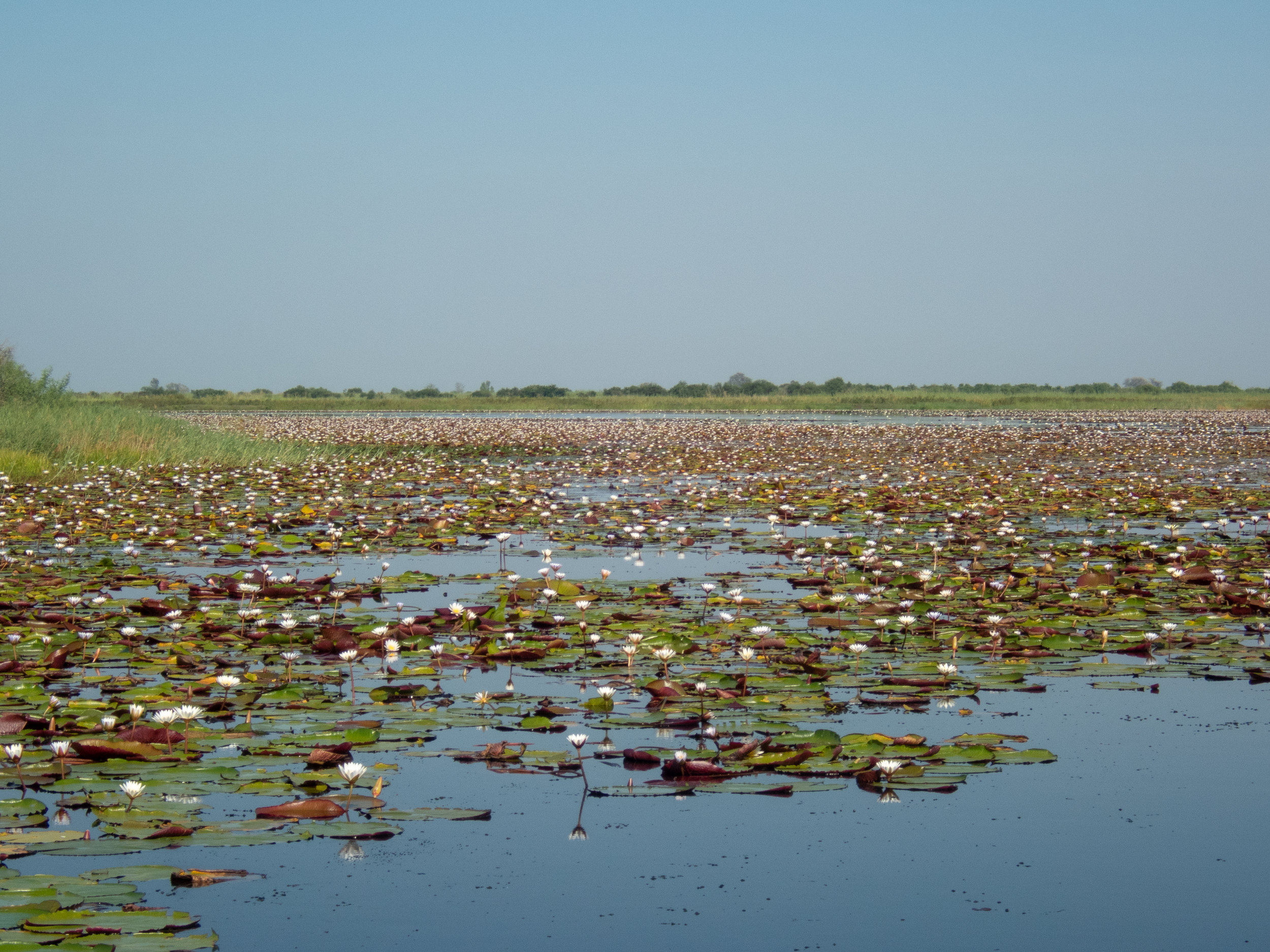 Water lilies, Chobe River, Namibia