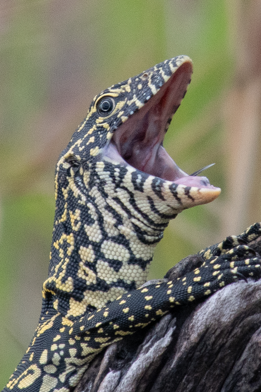 Water monitor lizard, Chobe River, Namibia
