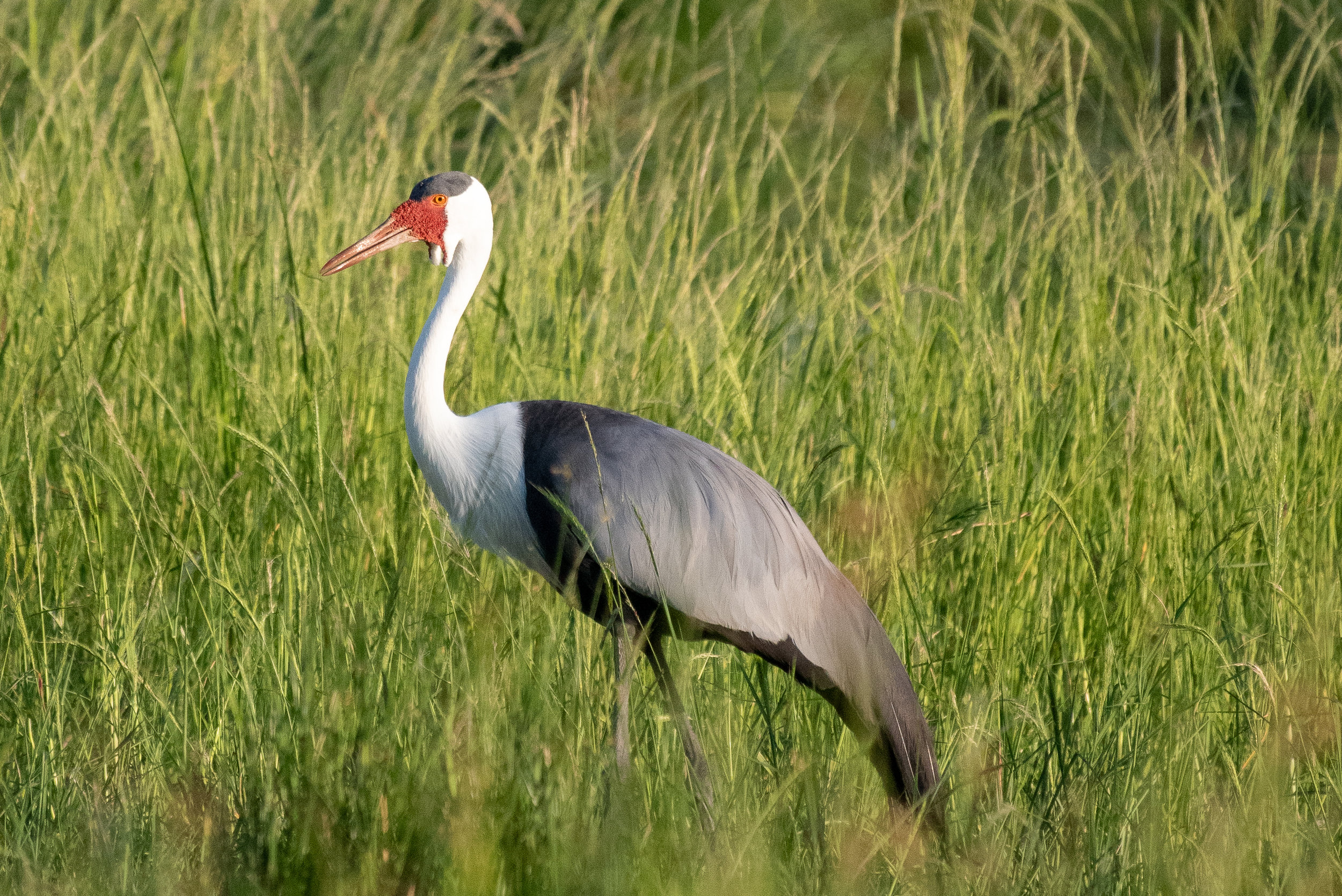 Wattled crane, Khwai Private Reserve, Okavango Delta, Botswana