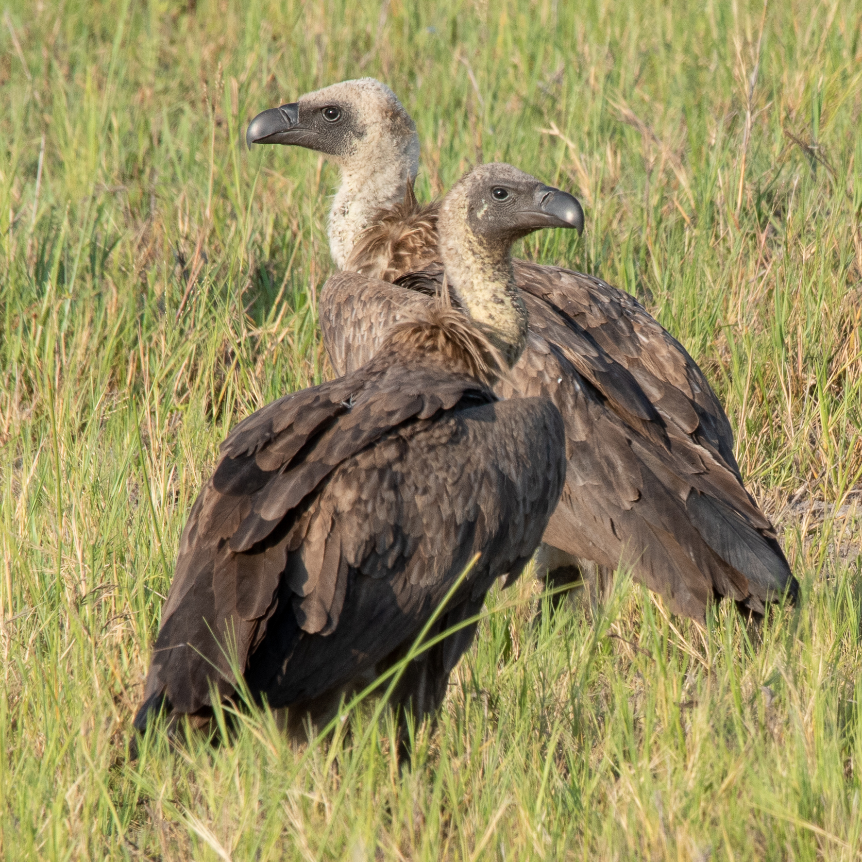 White-backed vultures, Kwando Lagoon, Botswana