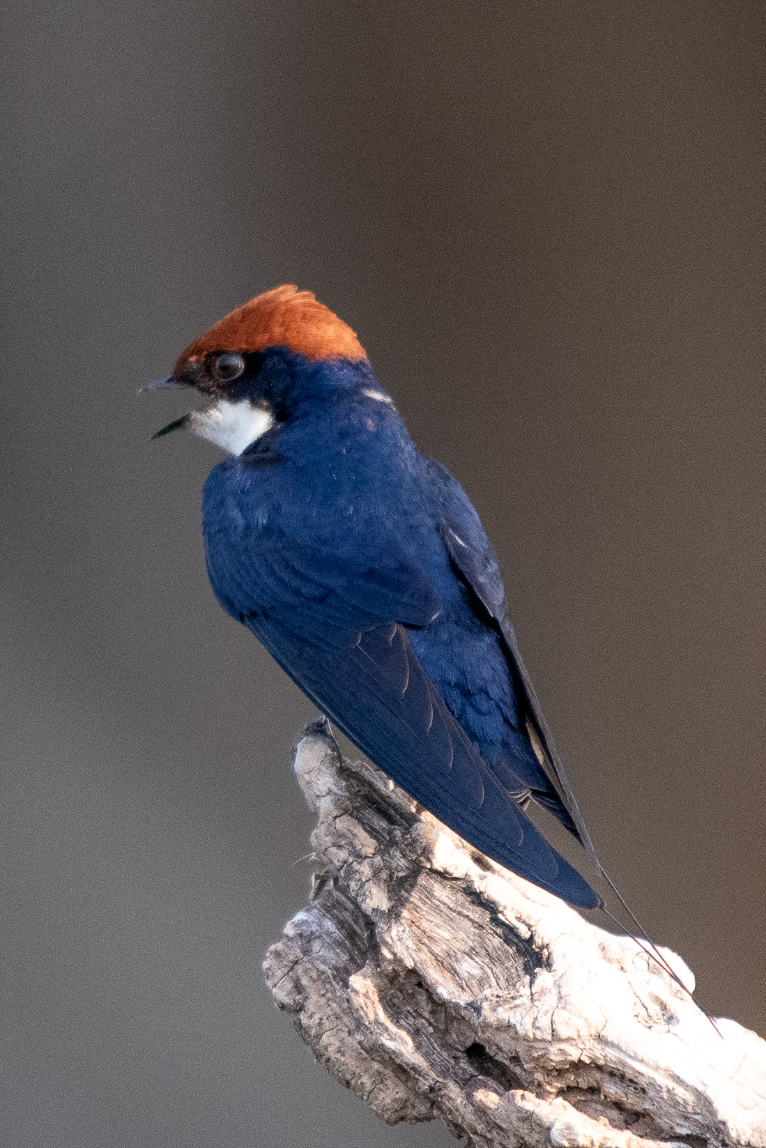 Wire-tailed swallow, Chobe River, Namibia