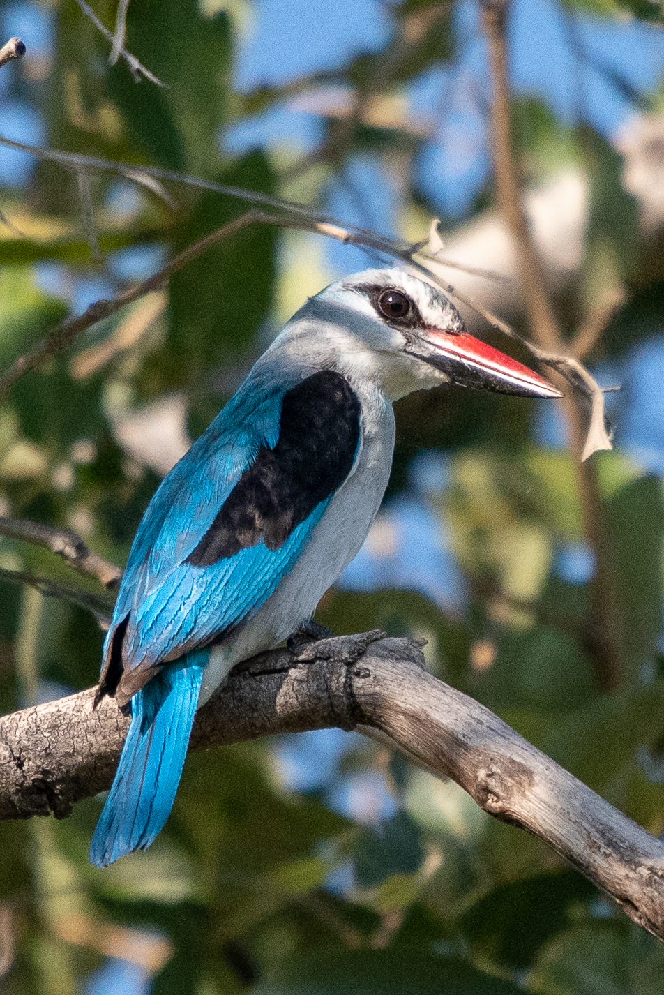 Woodland kingfisher, Kwando Lagoon, Kwando, Botswana