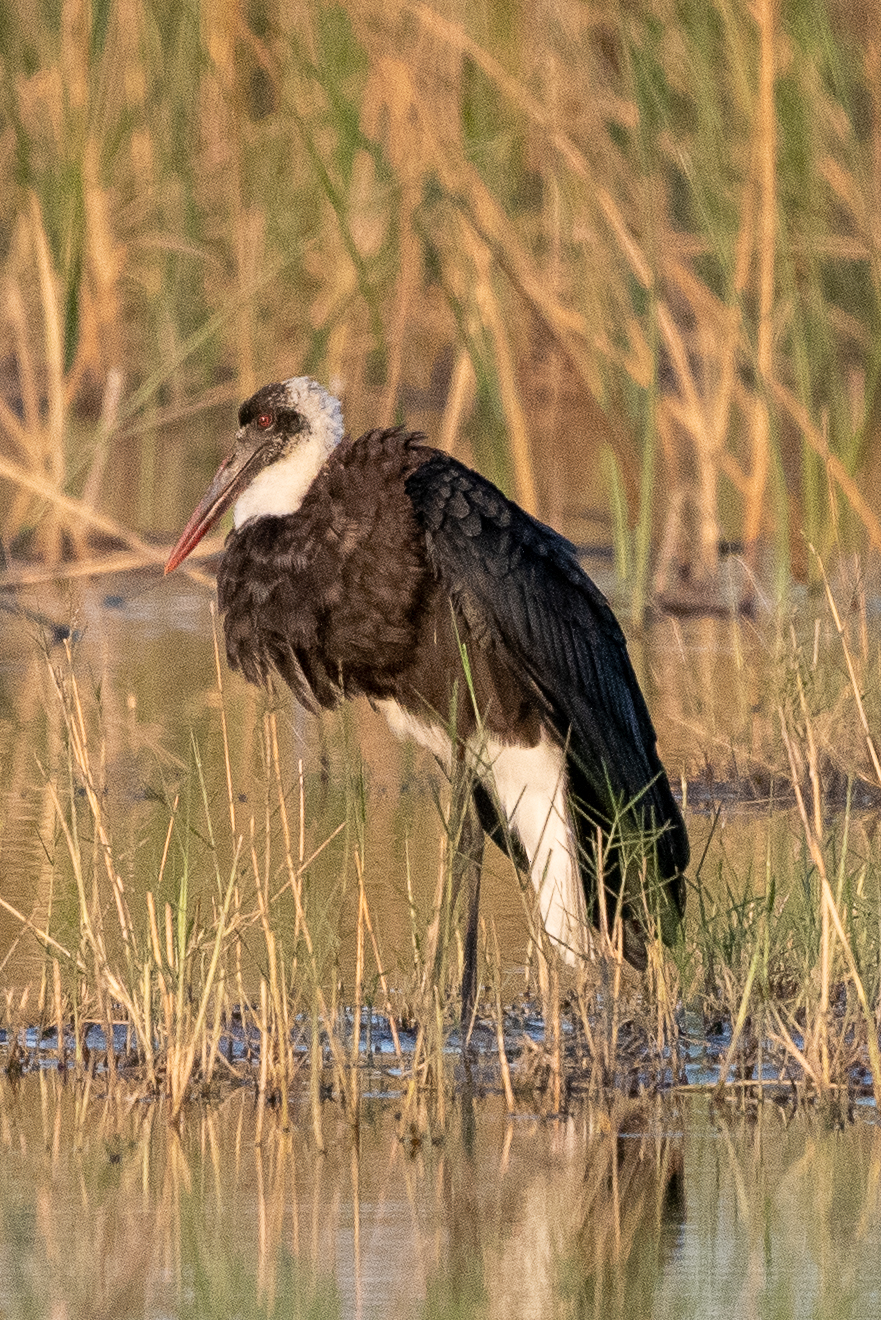 Woolly-necked stork, Kwando Lagoon, Botswana