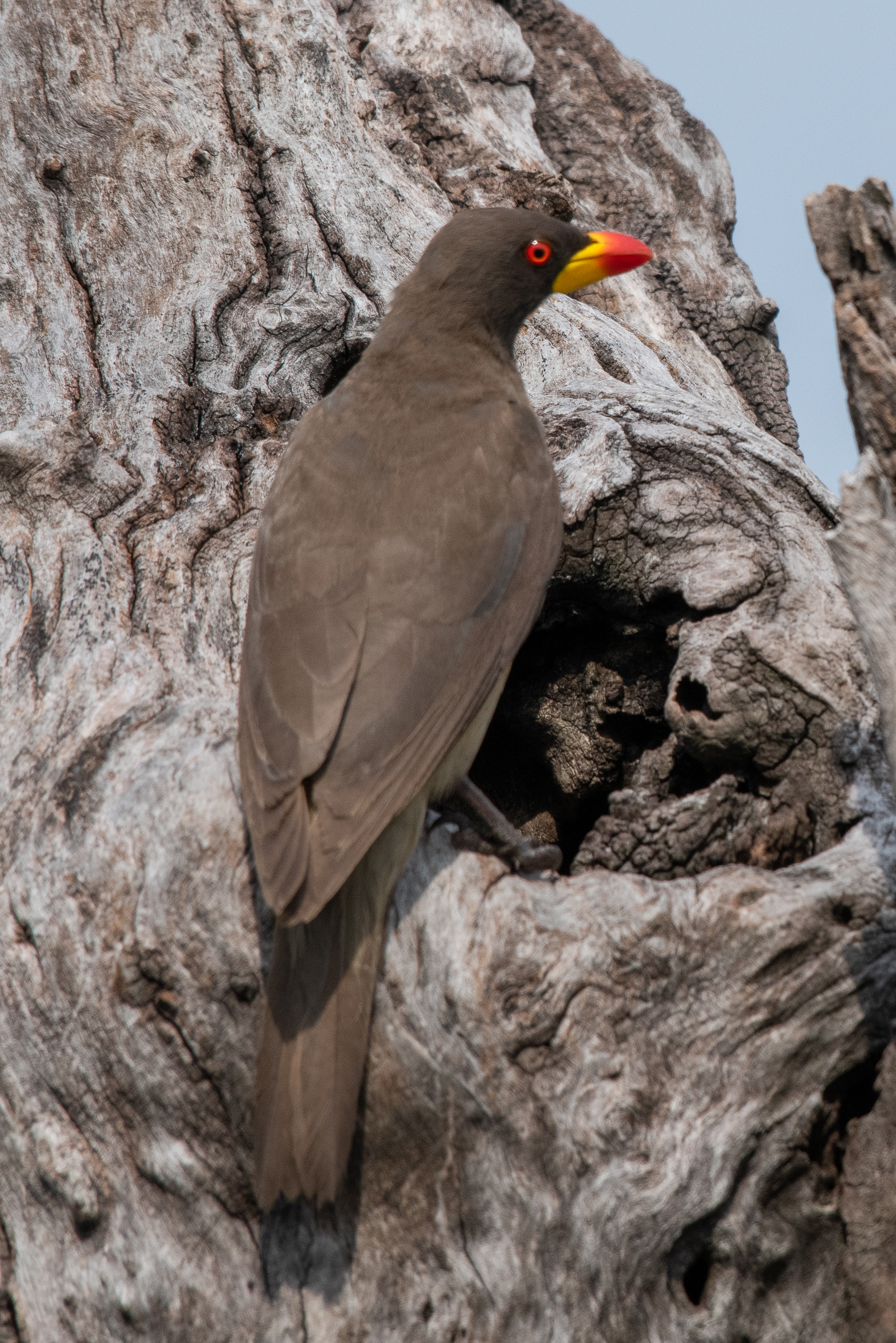 Yellow-billed oxpecker at nest, Chobe River, Namibia