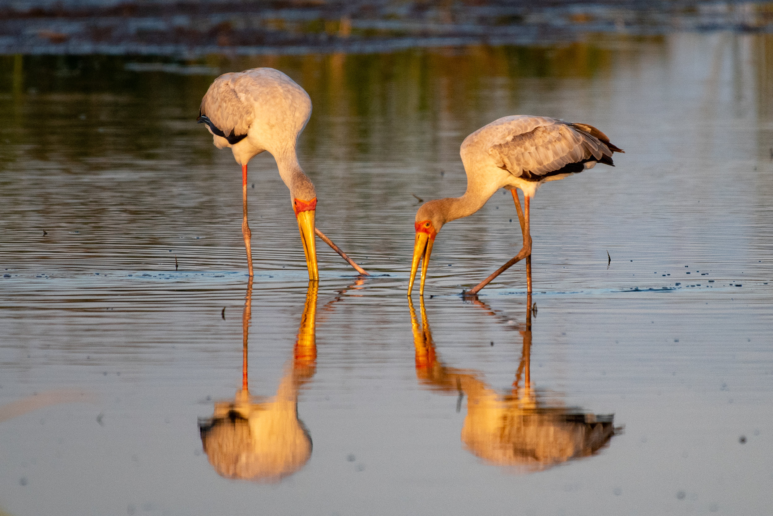 Yellow-billed storks, Kwando Lagoon, Botswana