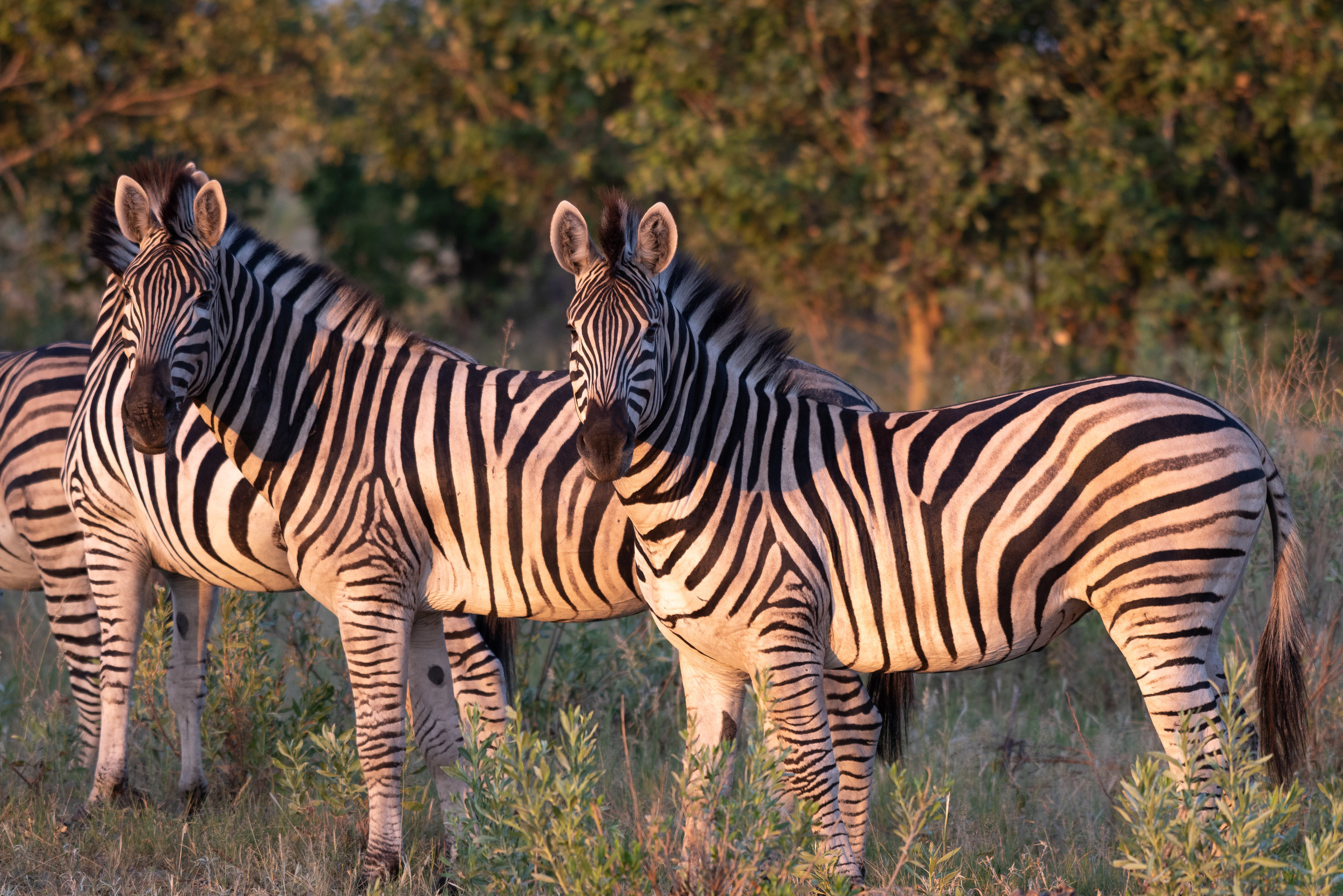 12 - Burchell's zebras (note shadow stripes), Kwando Lagoon, Botswana, 11 Mar 2019.jpg