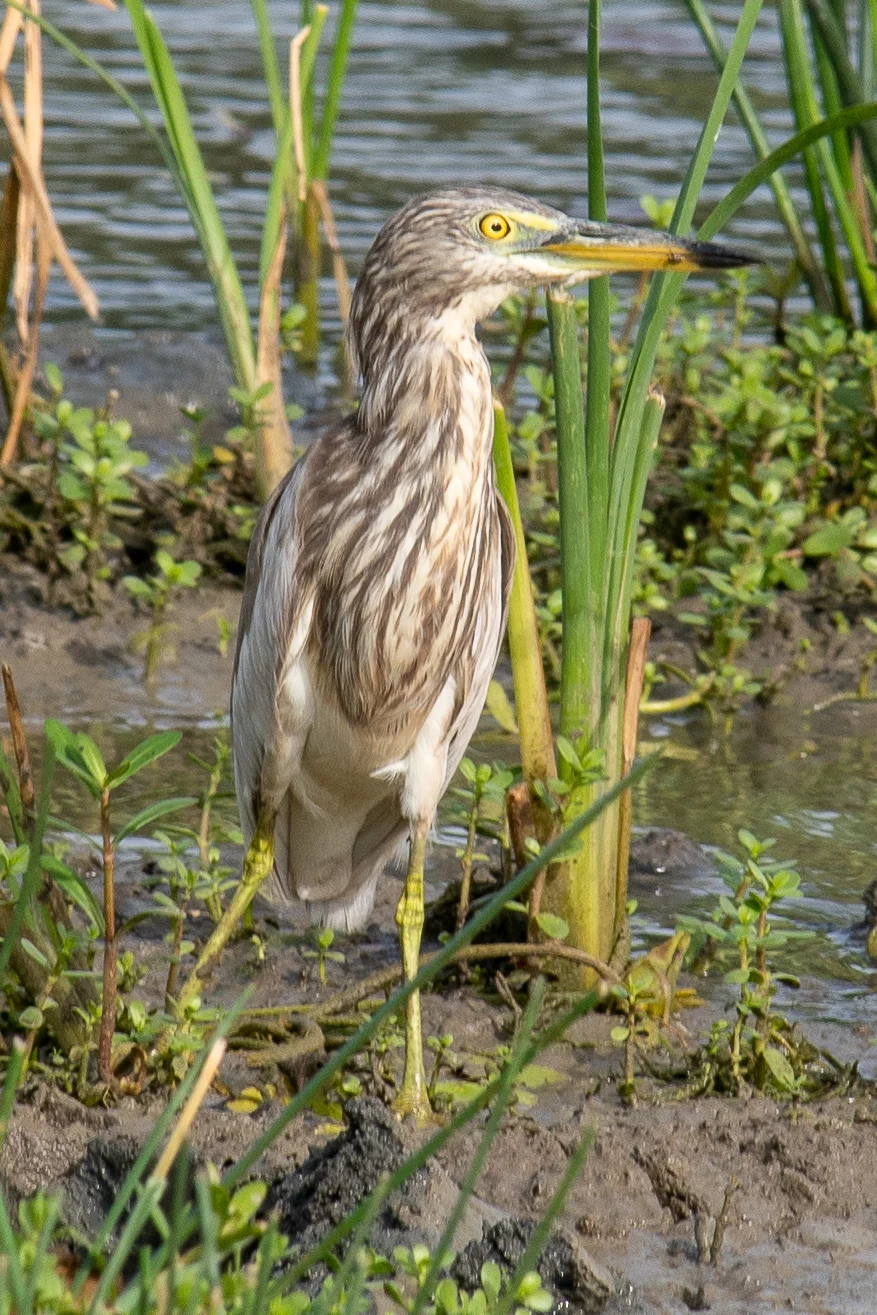 Indian pond heron, Bundala National Park
