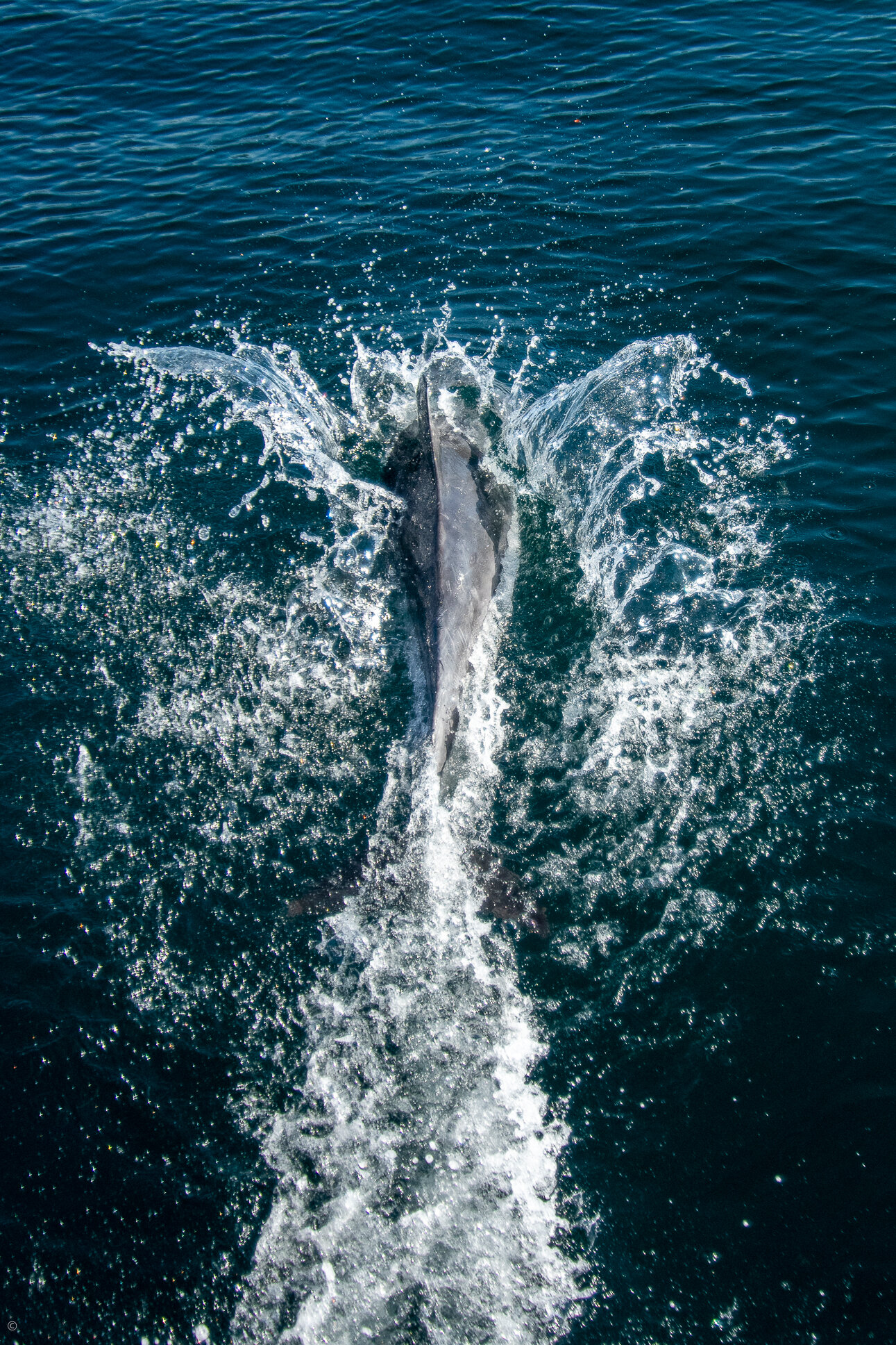 Dolphin, Louisa Bay, en route from Recherche Bay to Port Davey
