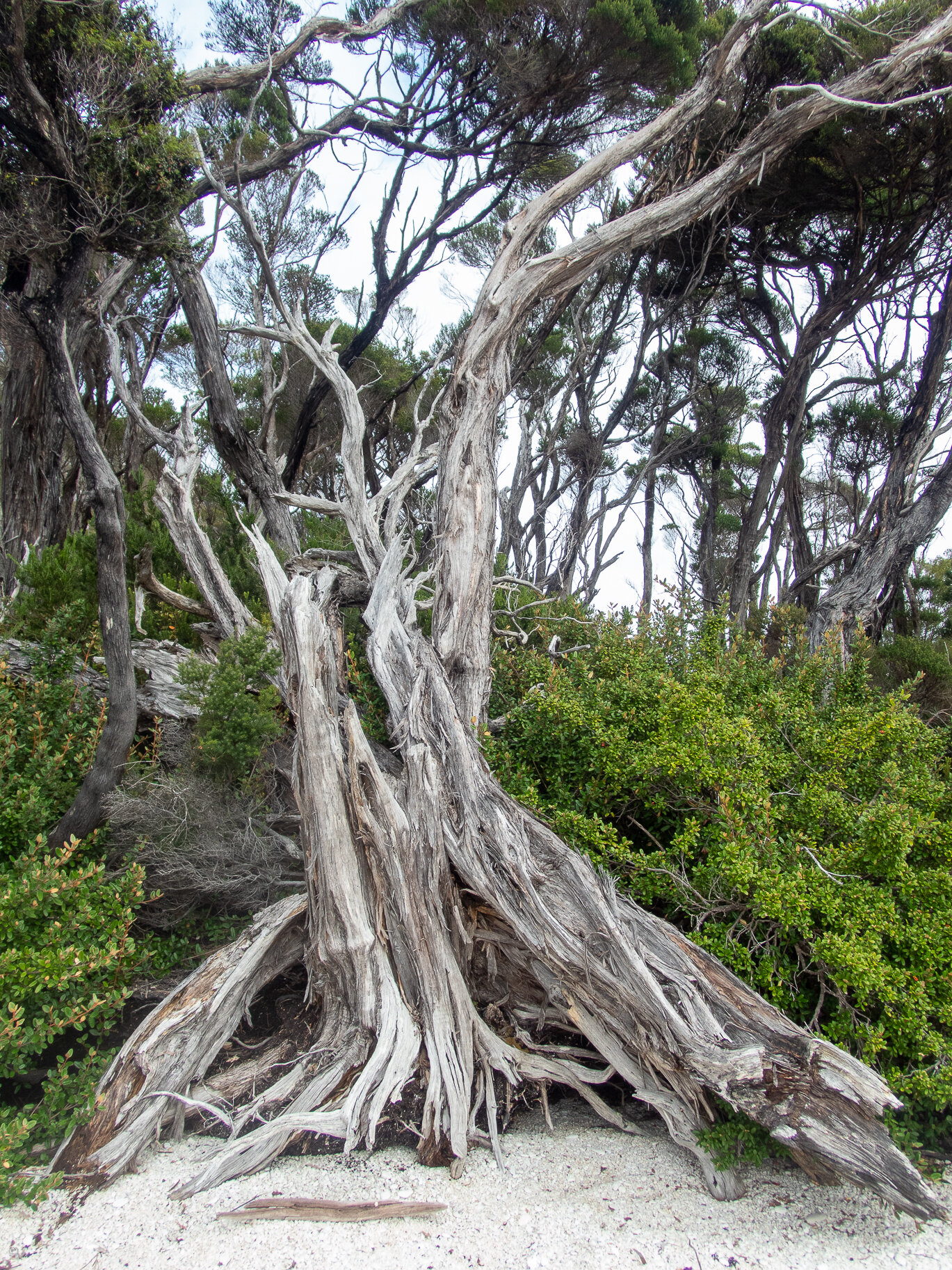 Tree on Balmoral Beach, Bathurst Harbour