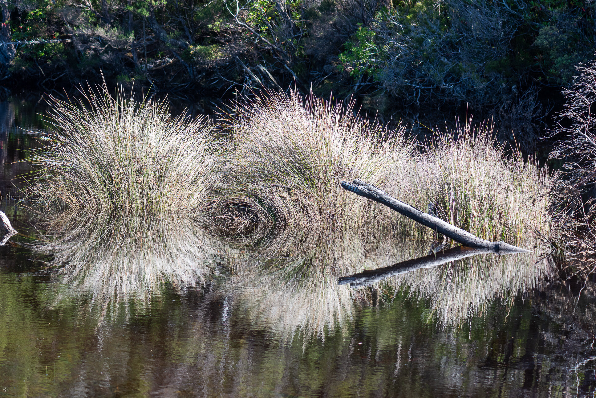 Reeds, Fault Creek, Moulting Inlet, Bathurst Harbour