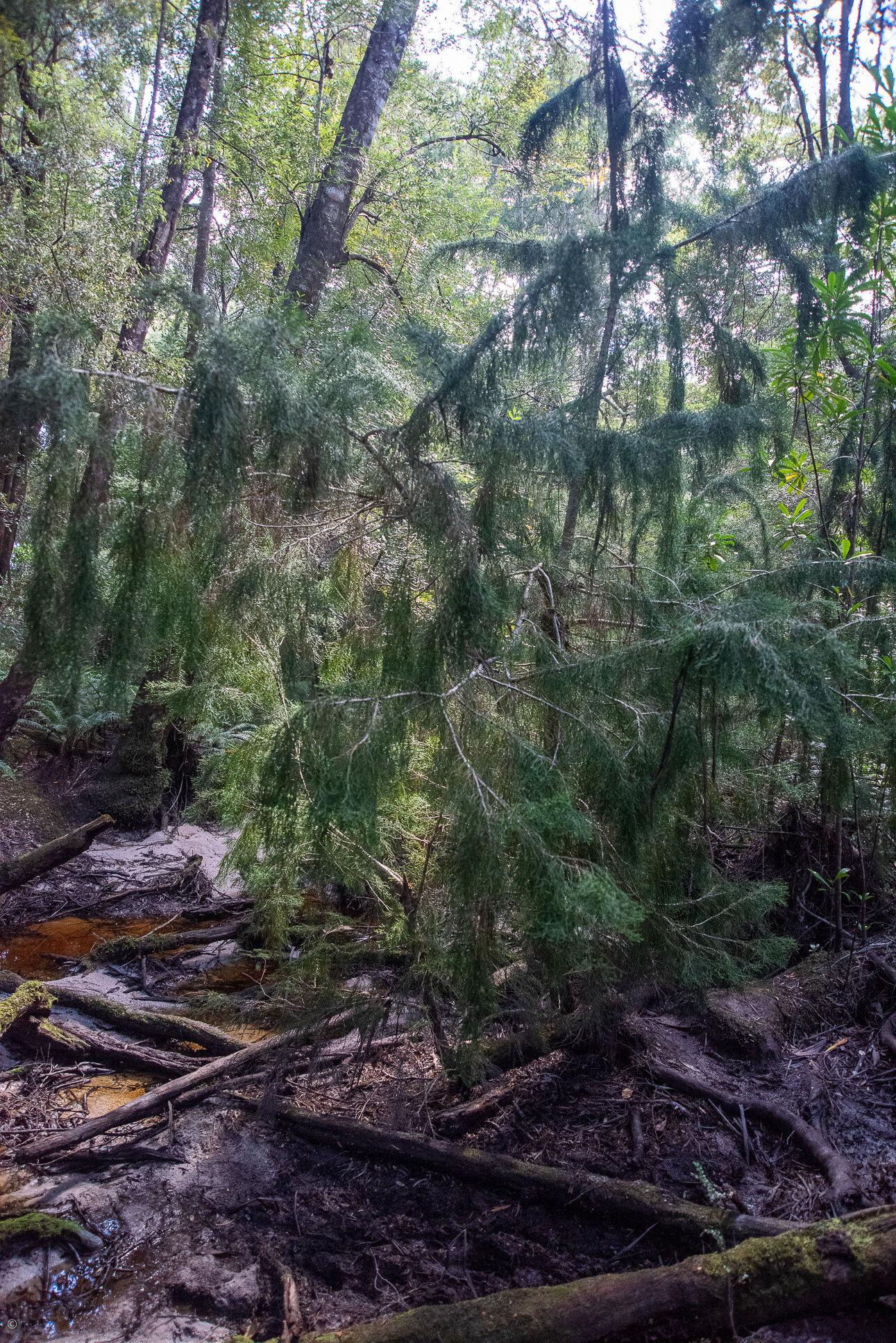 Huon Pine (Lagarostrobos franklinii), Old River, Bathurst Harbour