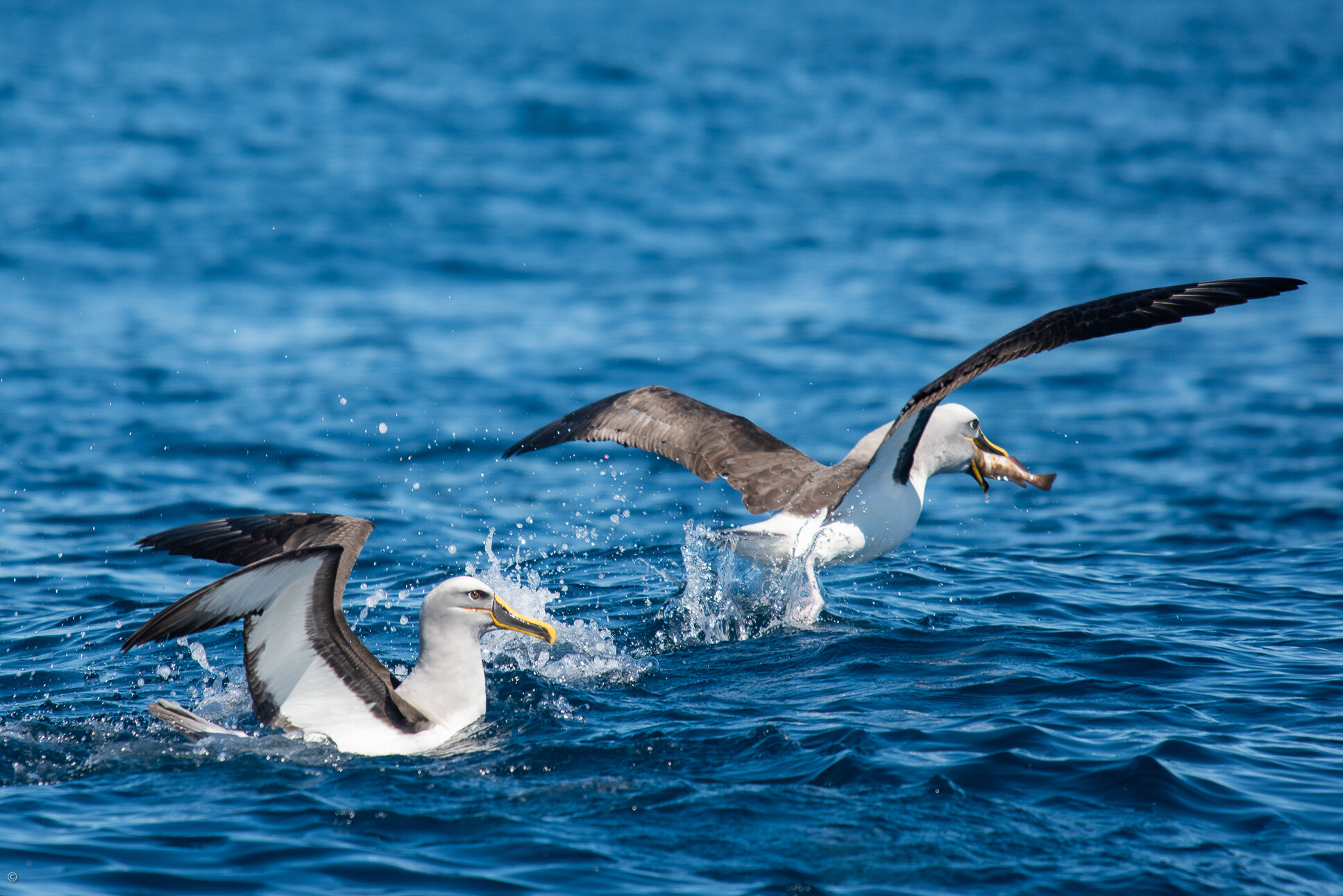 Shy albatross (Thalassarche cauta), offshore from Port Davey