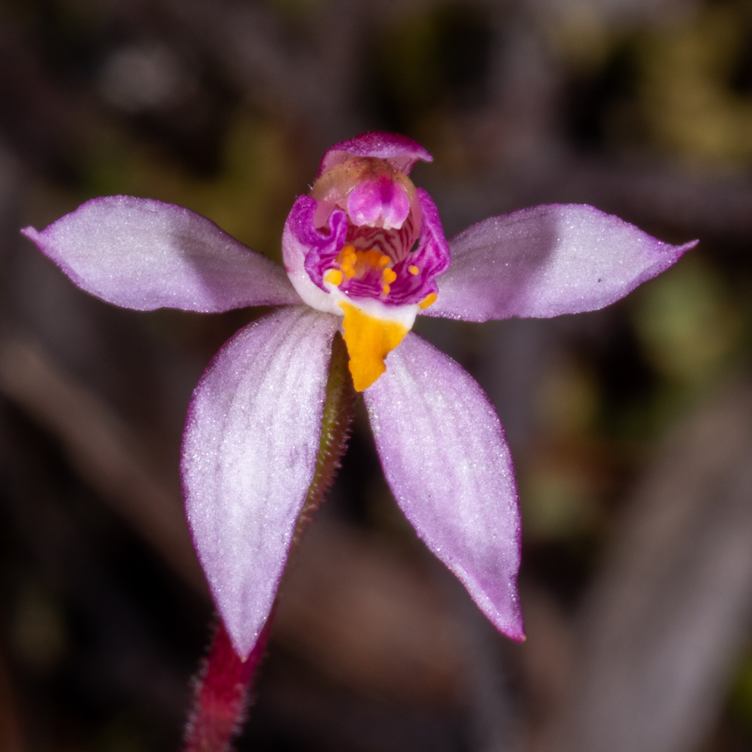  Caladenia alata 