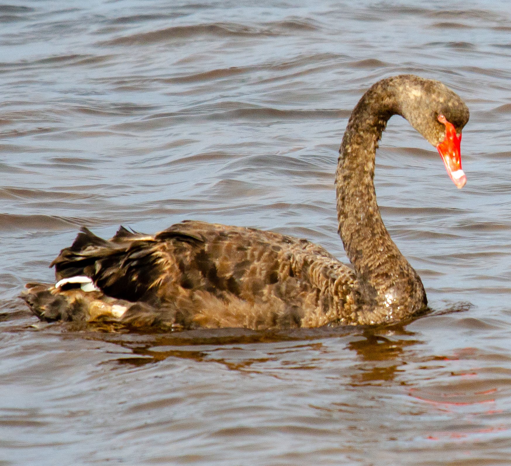  Black swan (Cygnus atratus) 