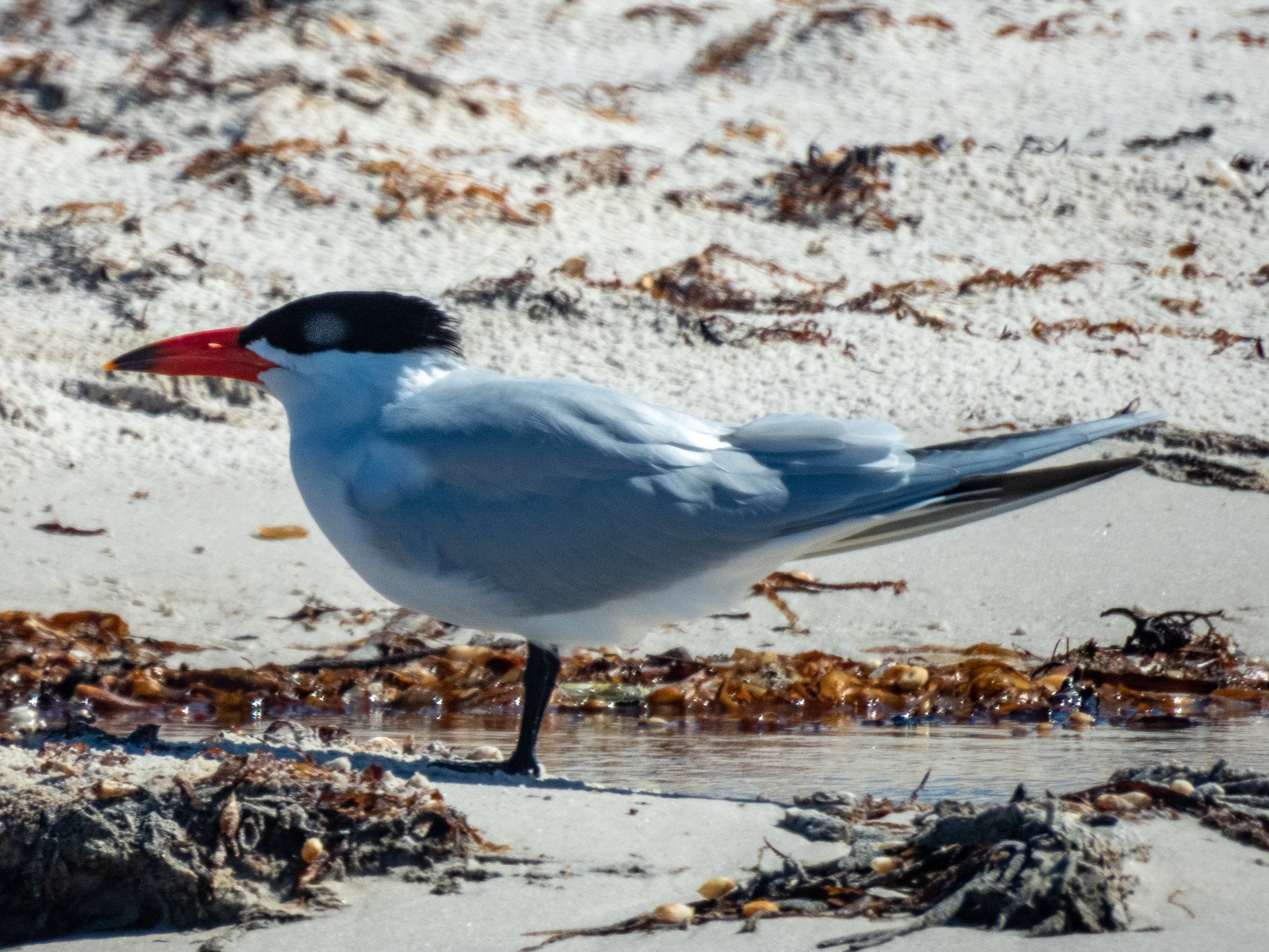  Caspian Tern (Sterna caspia) 