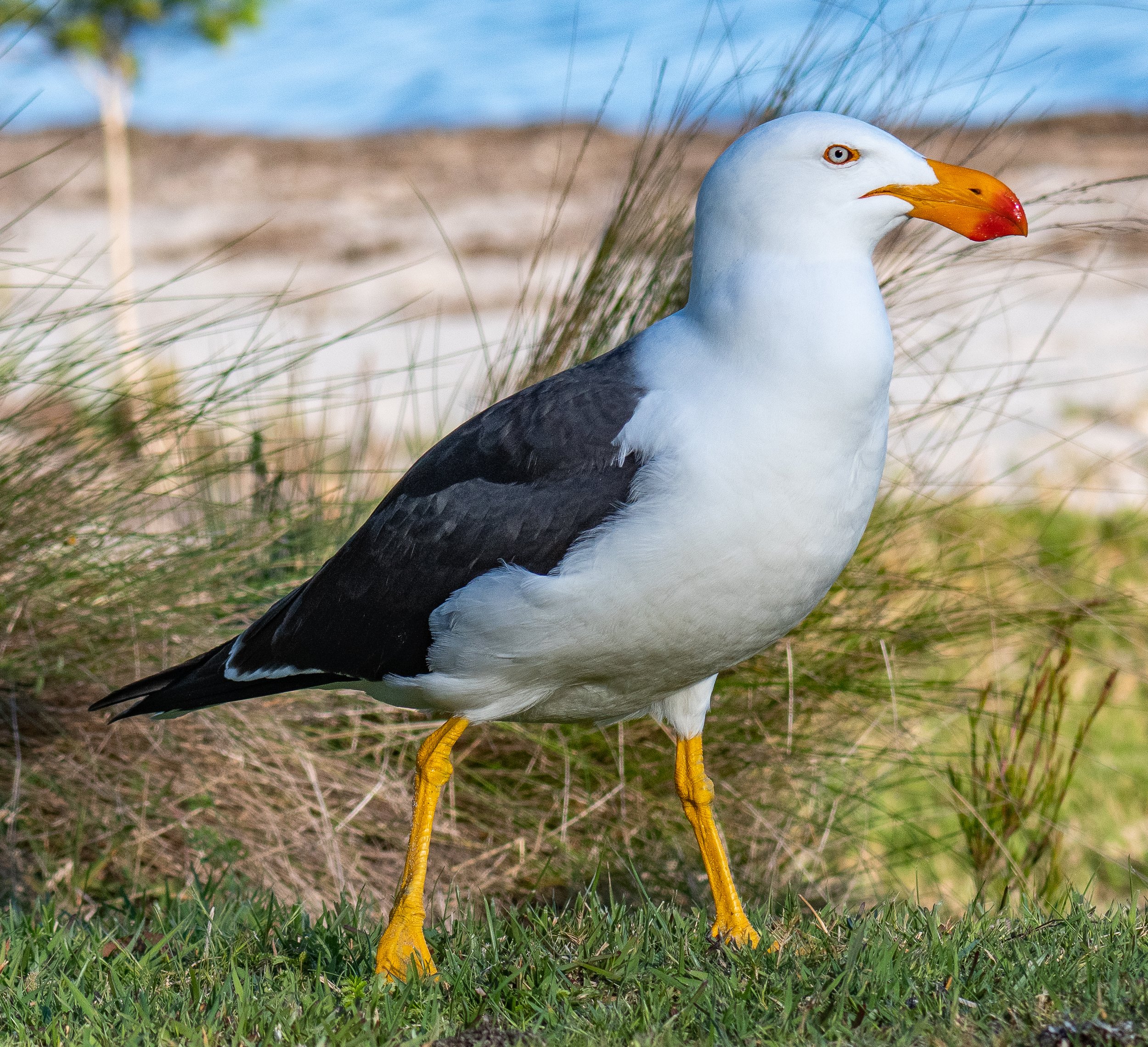  Pacific gull (Larus pacificus) 