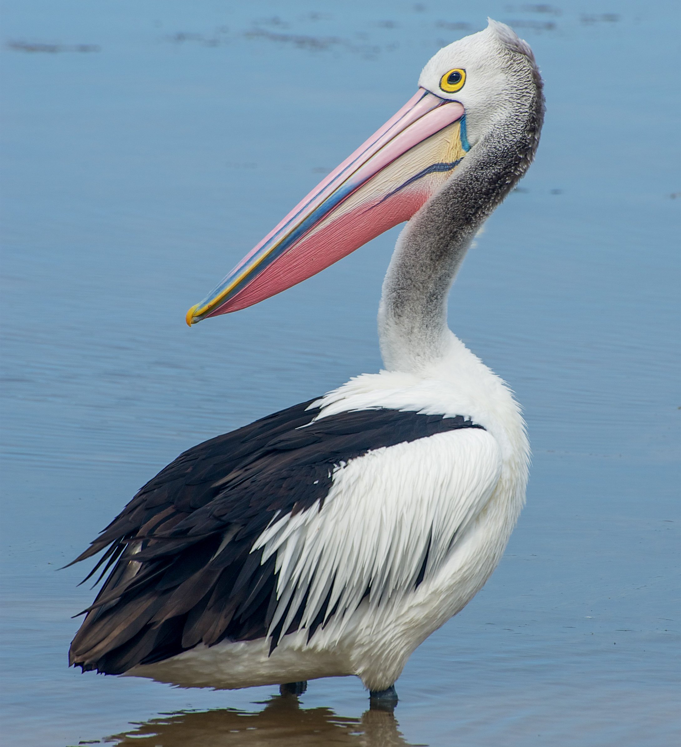  Pelican (Pelecanus conspicillatus) 