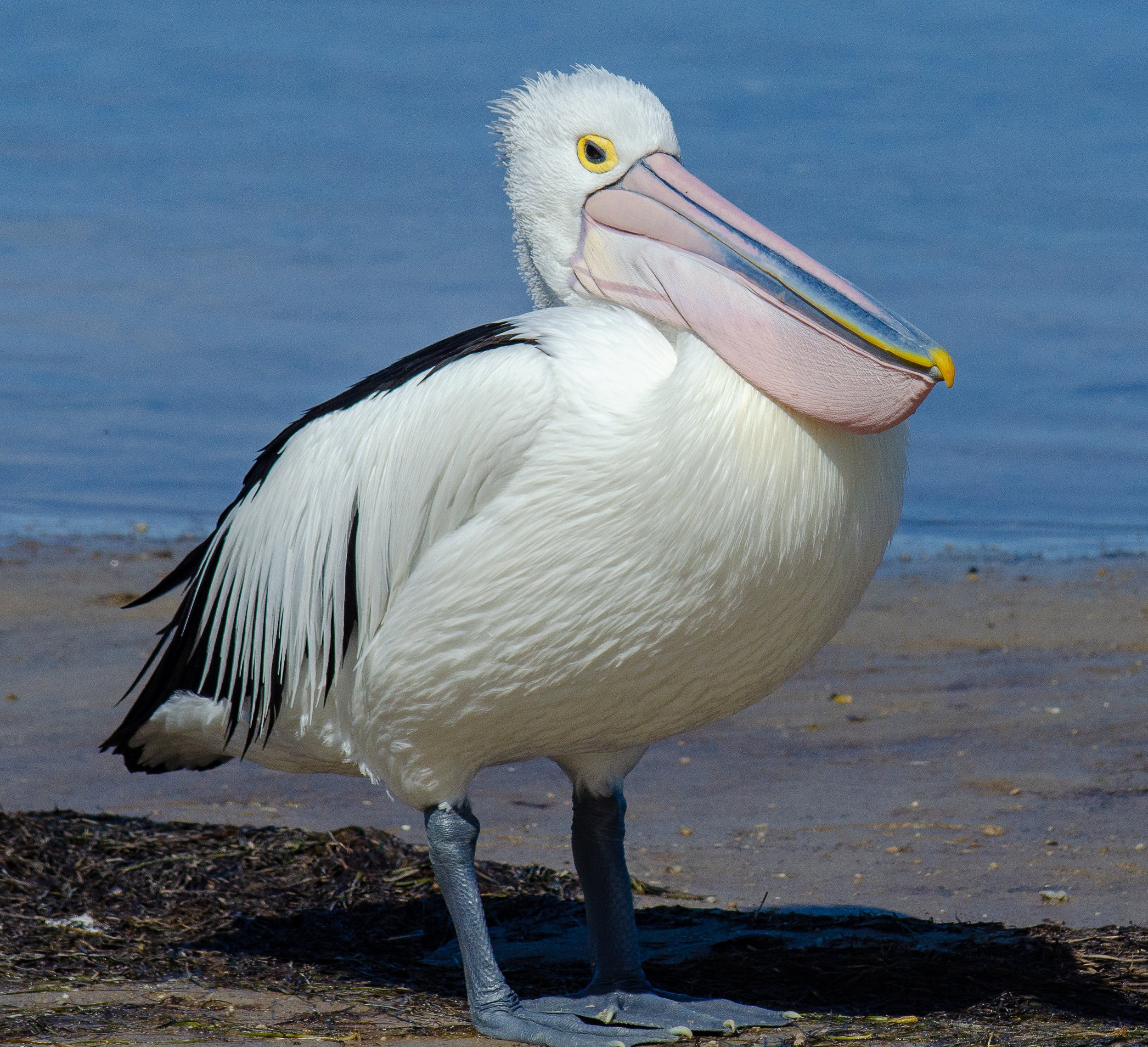  Pelican (Pelecanus conspicillatus) 