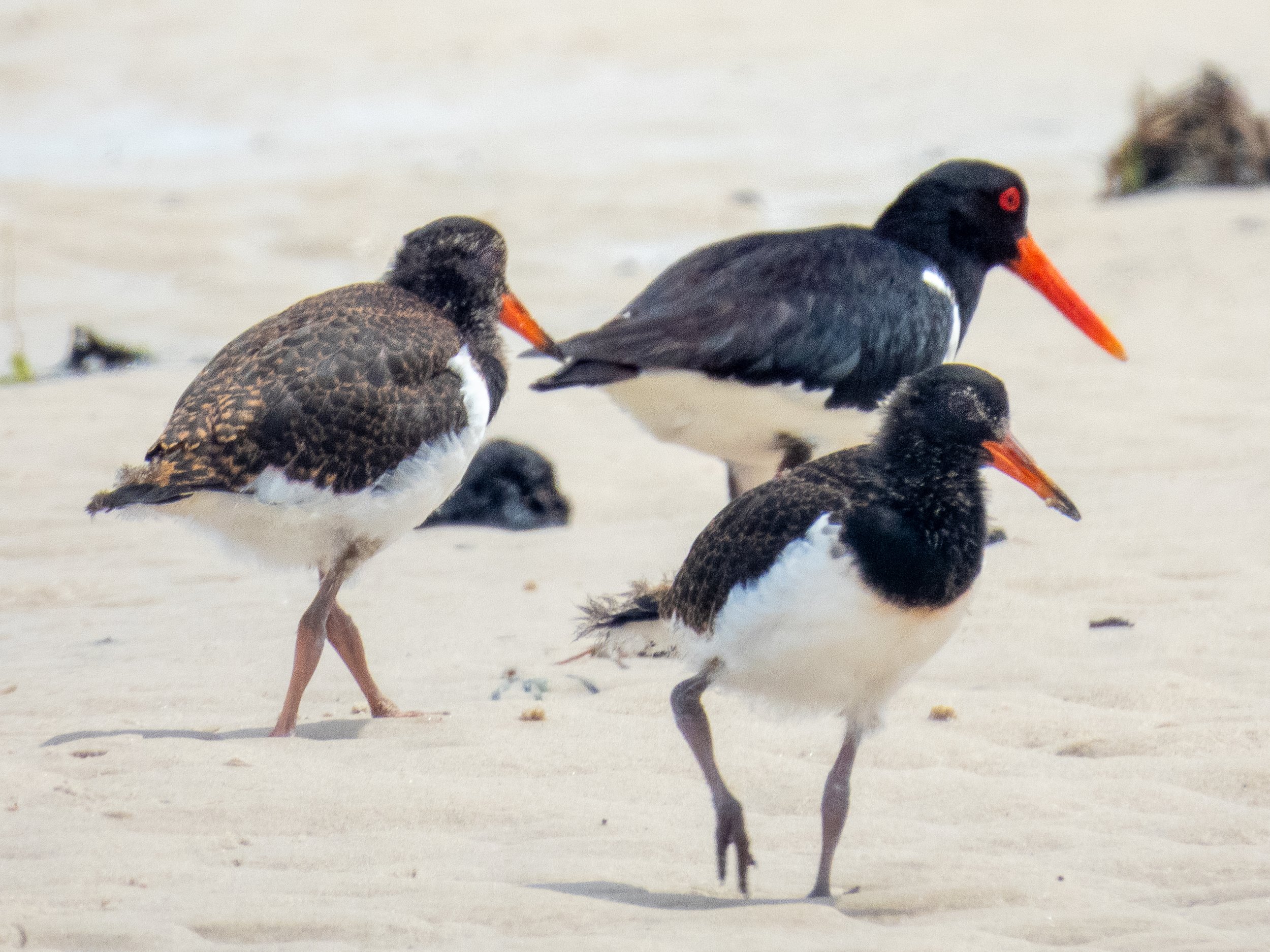  Pied oyster catcher with chicks (Haematopus longirostris) 