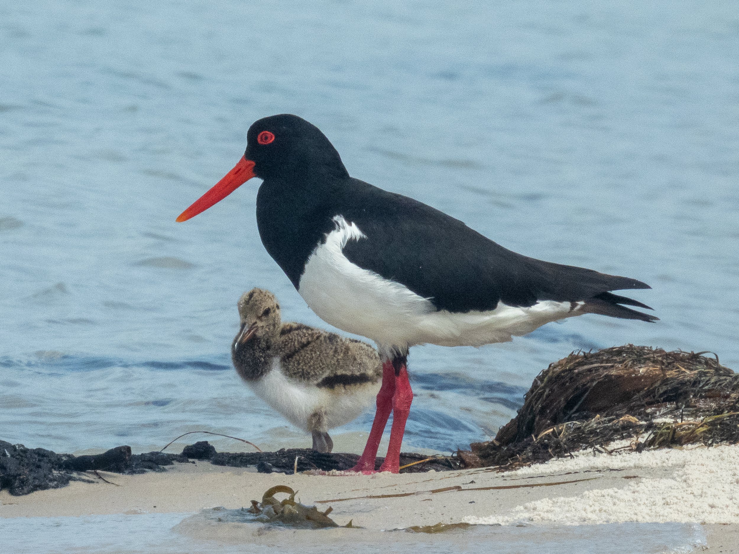  Pied oyster catcher (Haematopus longirostris) with chick 