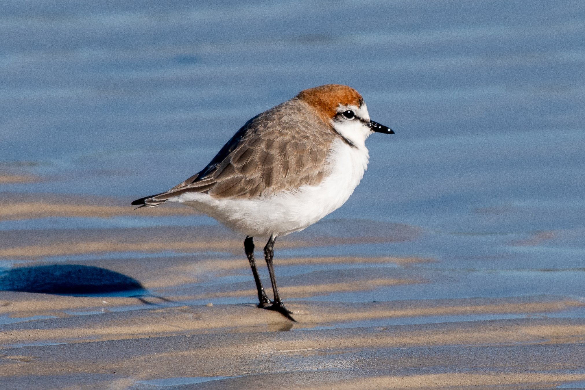  Red-capped Plover - Dotterel (Charadrius ruficapillus) - male 