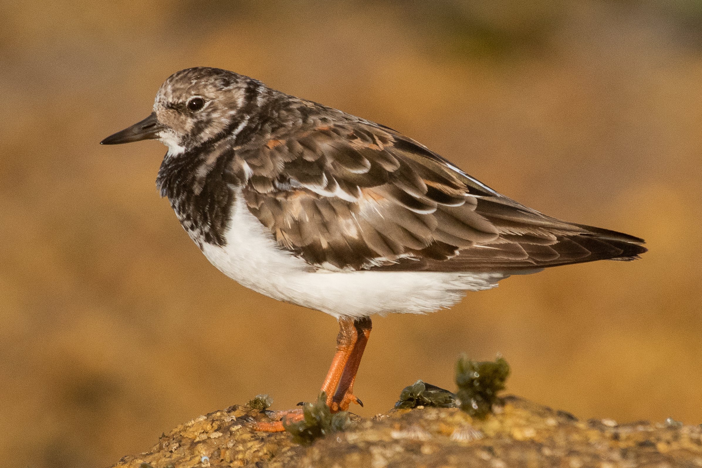  Ruddy turnstone (Arenaria interpres) 